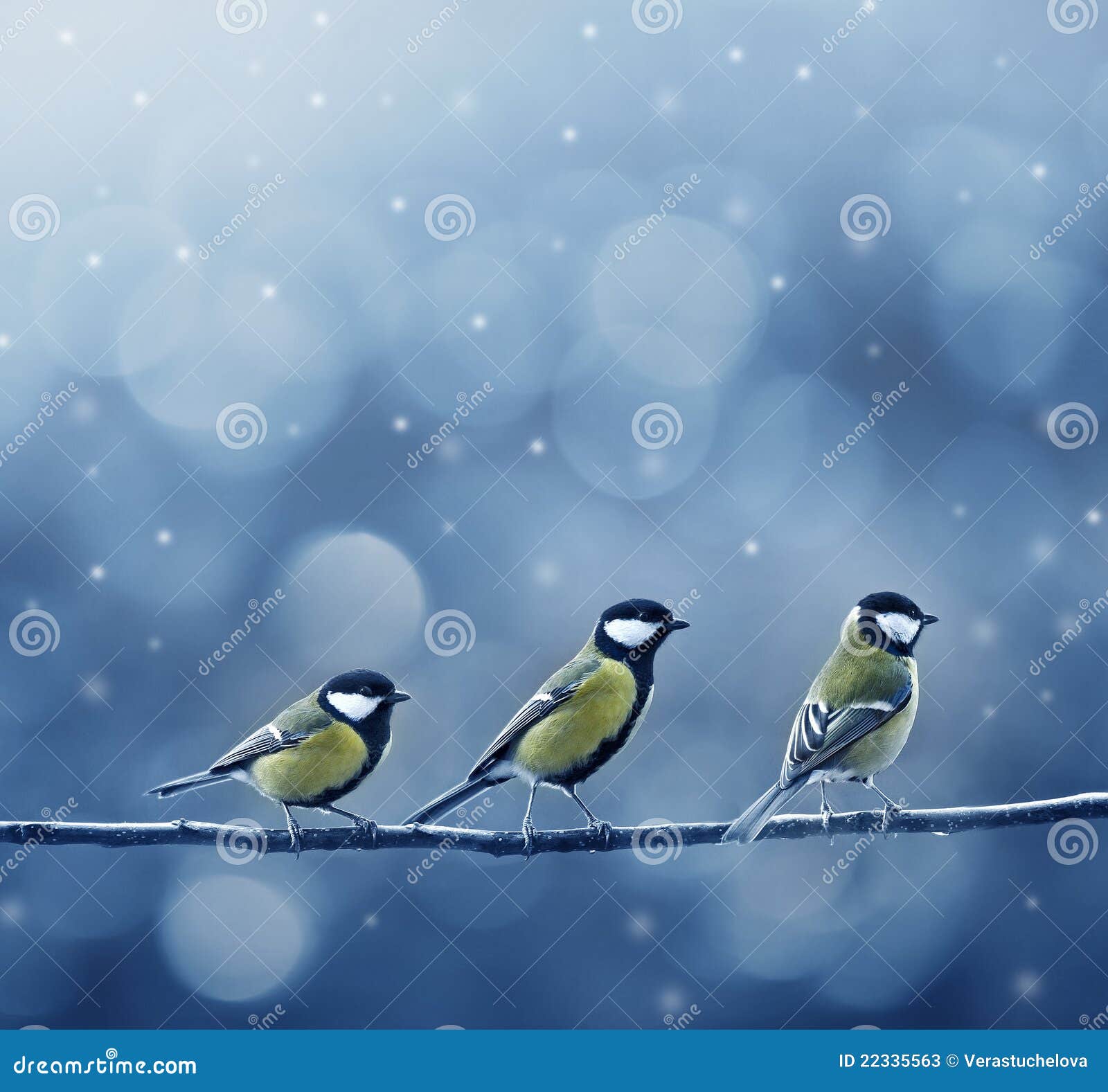 Drie Meesvogels in De Winter Stock Afbeelding - Image of kuiken, vogels ...