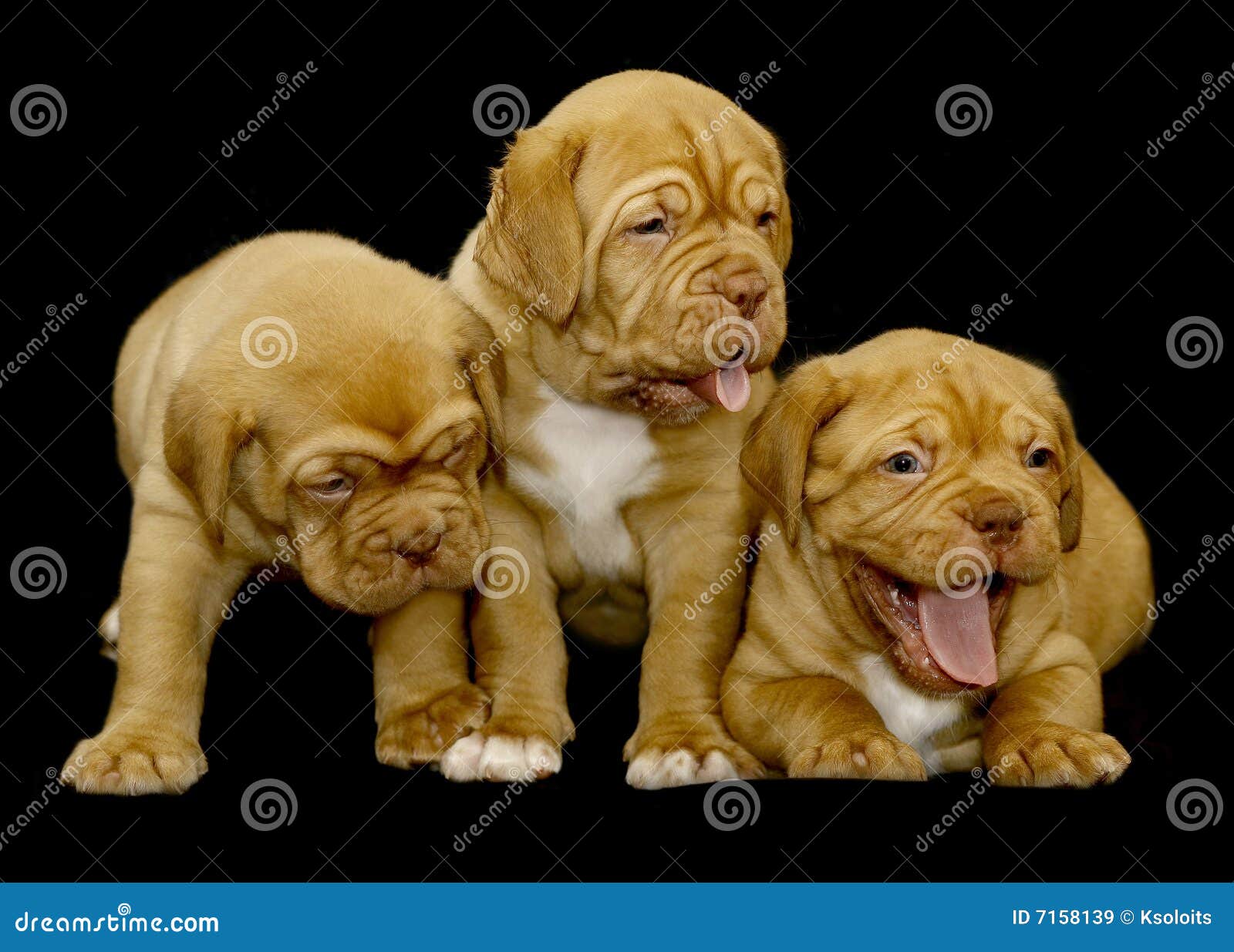 Drie puppy van ras de Mastiff van Bordeaux zitten. Twee puppy hebben uit tongen gezet. Puppy op een zwarte achtergrond.