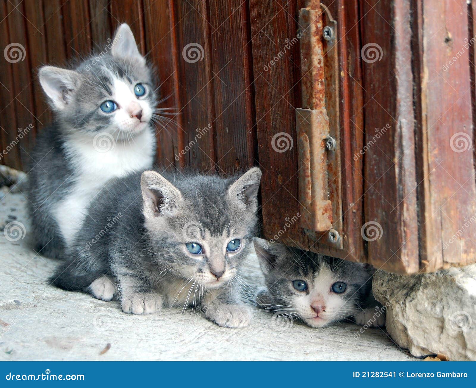 Vast en zeker massa bod Drie Schitterende Kleine Katten Stock Afbeelding - Image of blauw, dier:  21282541
