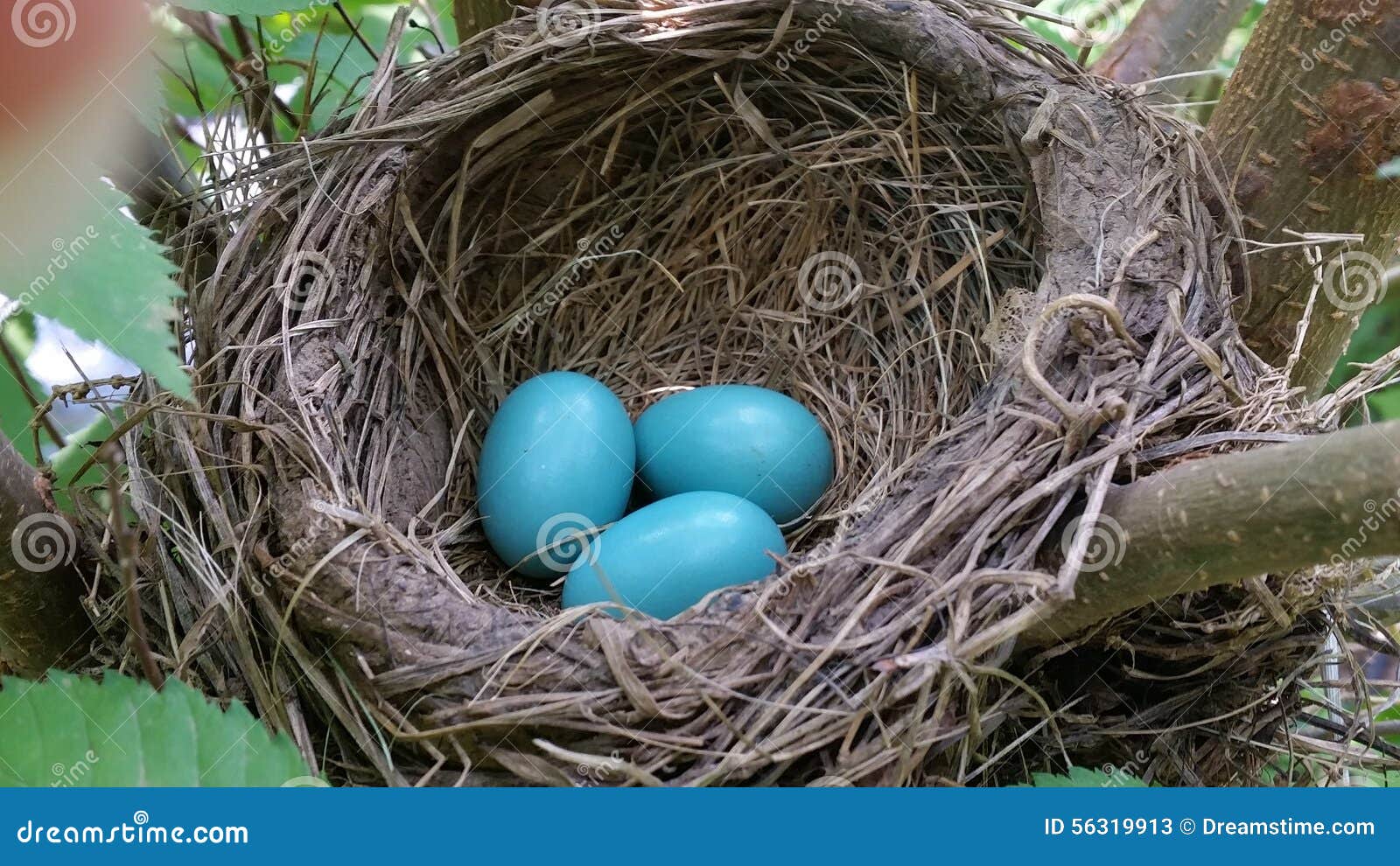 Песня птички яички. Три яйца в гнезде. Птичье гнездо с тремя яйцами. 3 Яичка в гнезде. Три яйца в гнезде красивые.