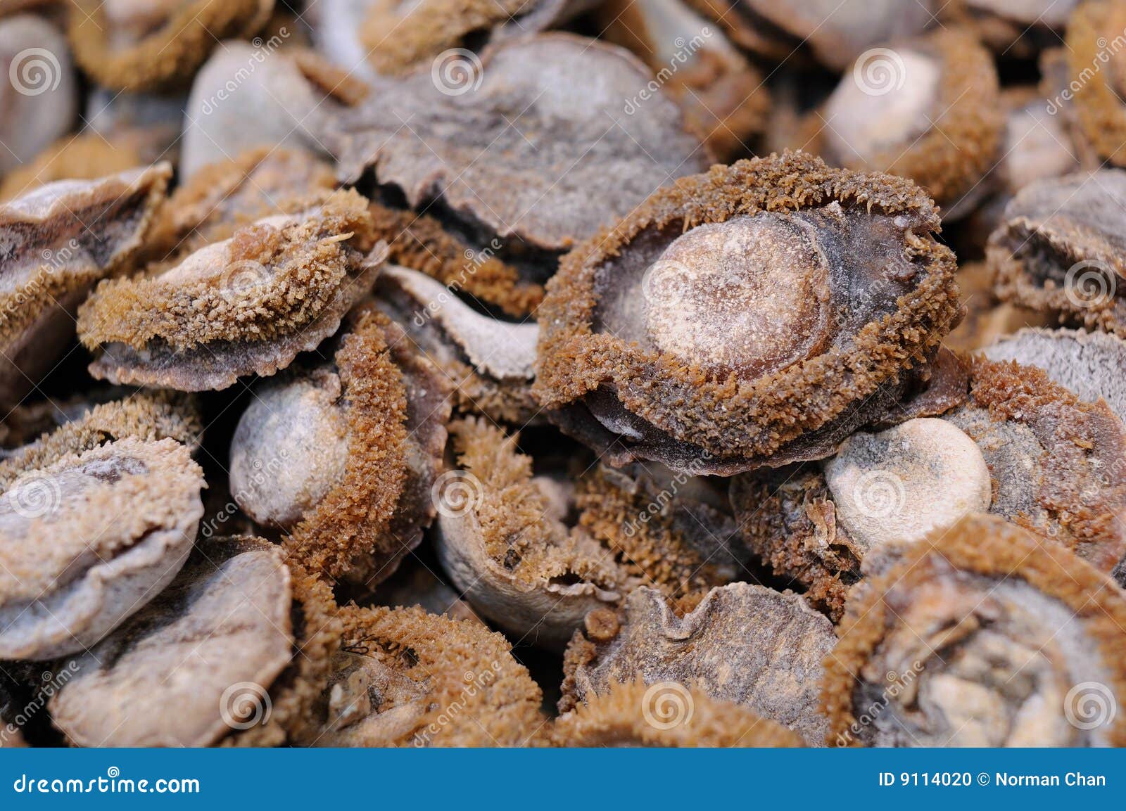 Dried abalone stock photo. Image of seafood, chinese, culture 9114020