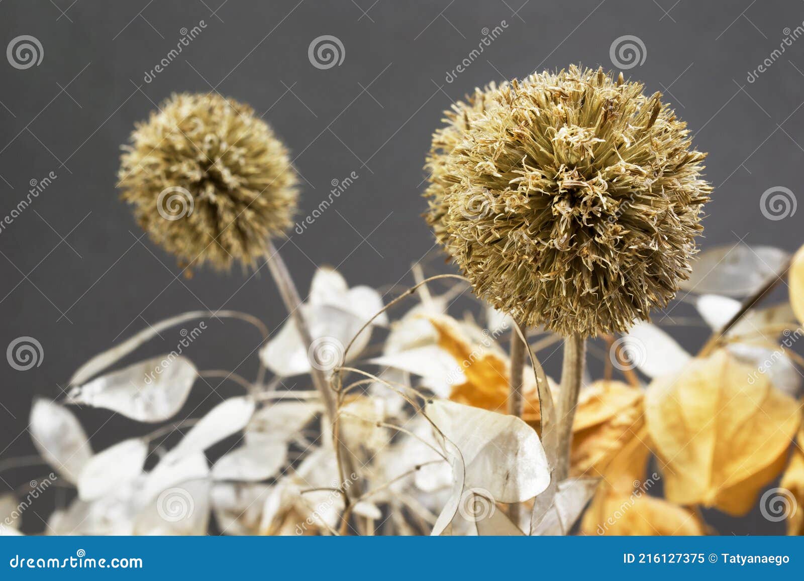 Dried allium flowers stock image. Image of studio, petals 216127375