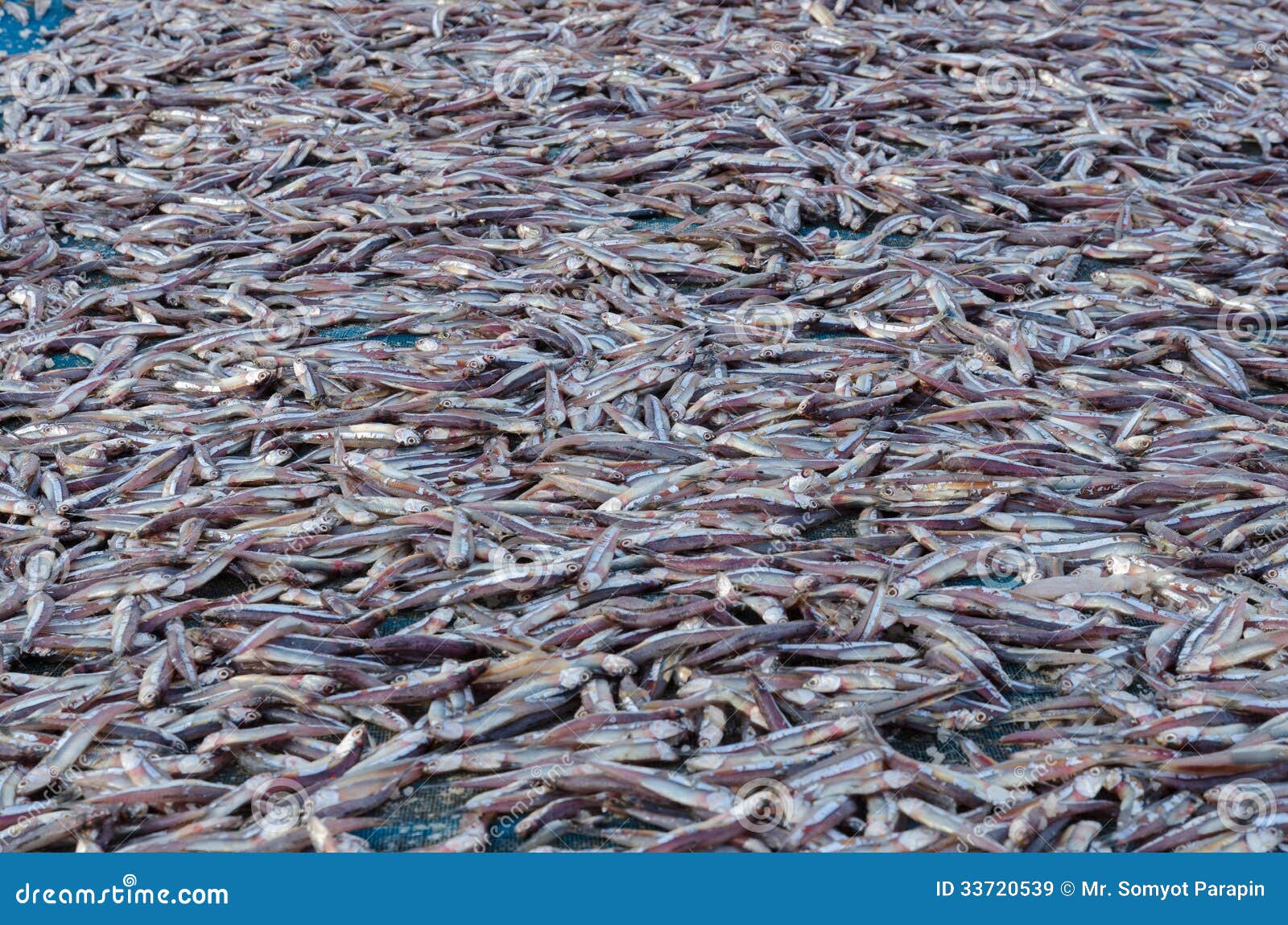 Dried anchovy stock image. Image of driedanchovys, seafood 33720539