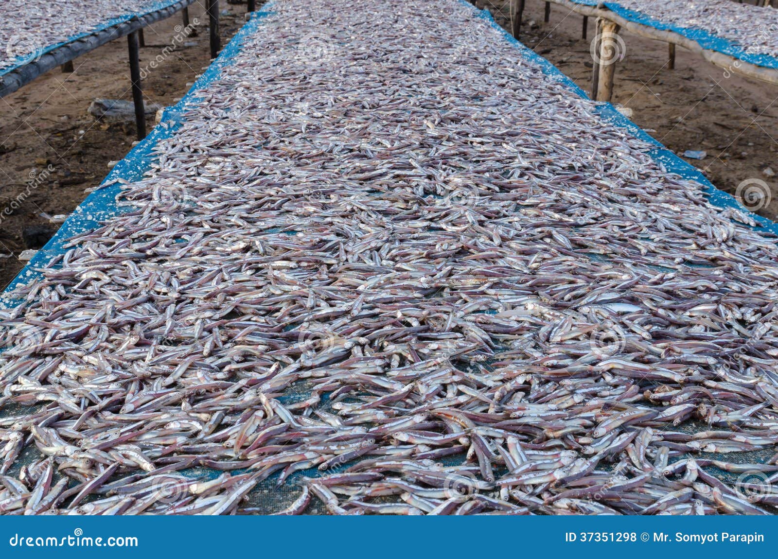 Dried anchovy stock photo. Image of gourmet, healthy 37351298