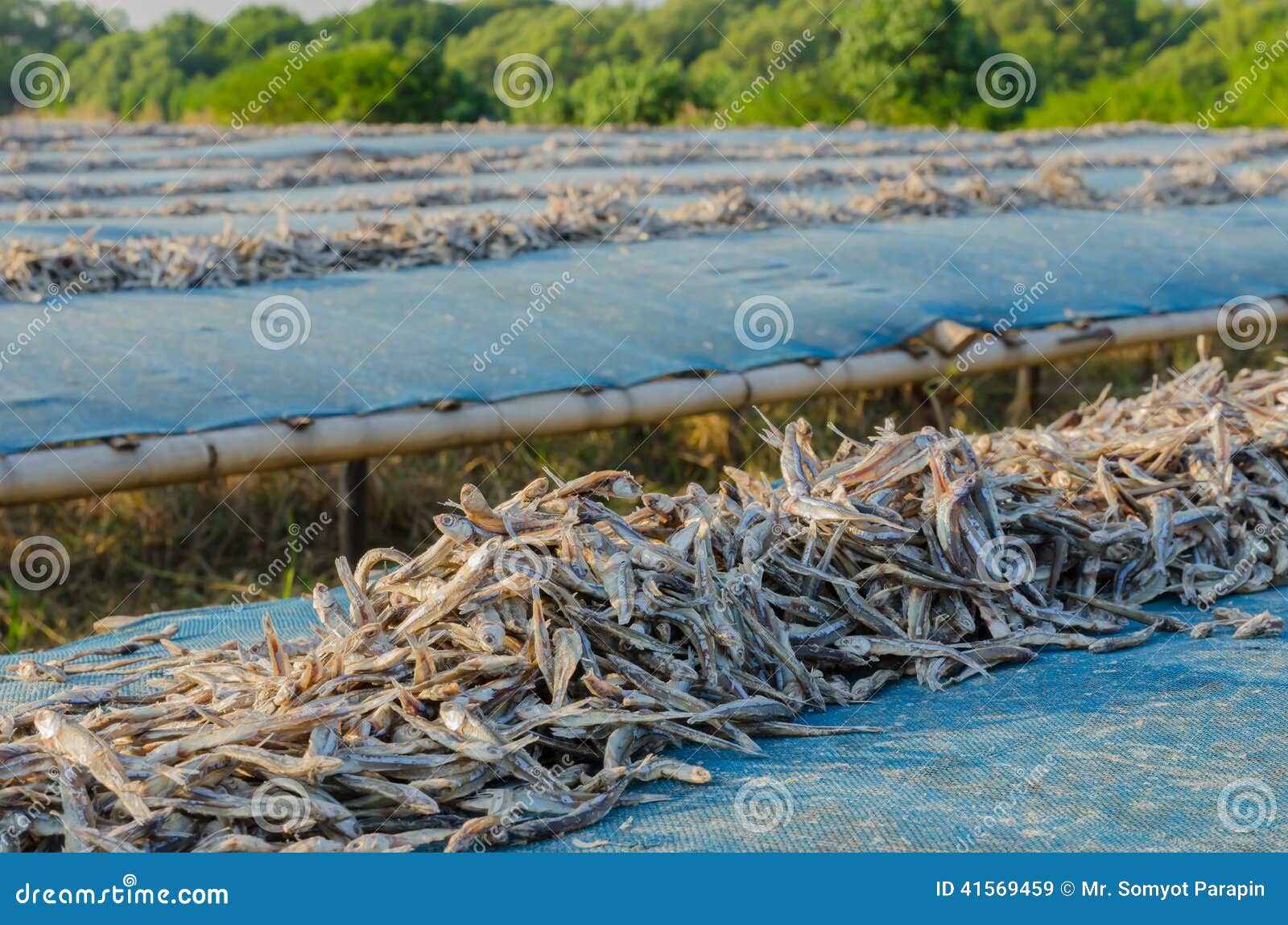 Dried Anchovy Dry by the Sunlight Stock Image Image of saving