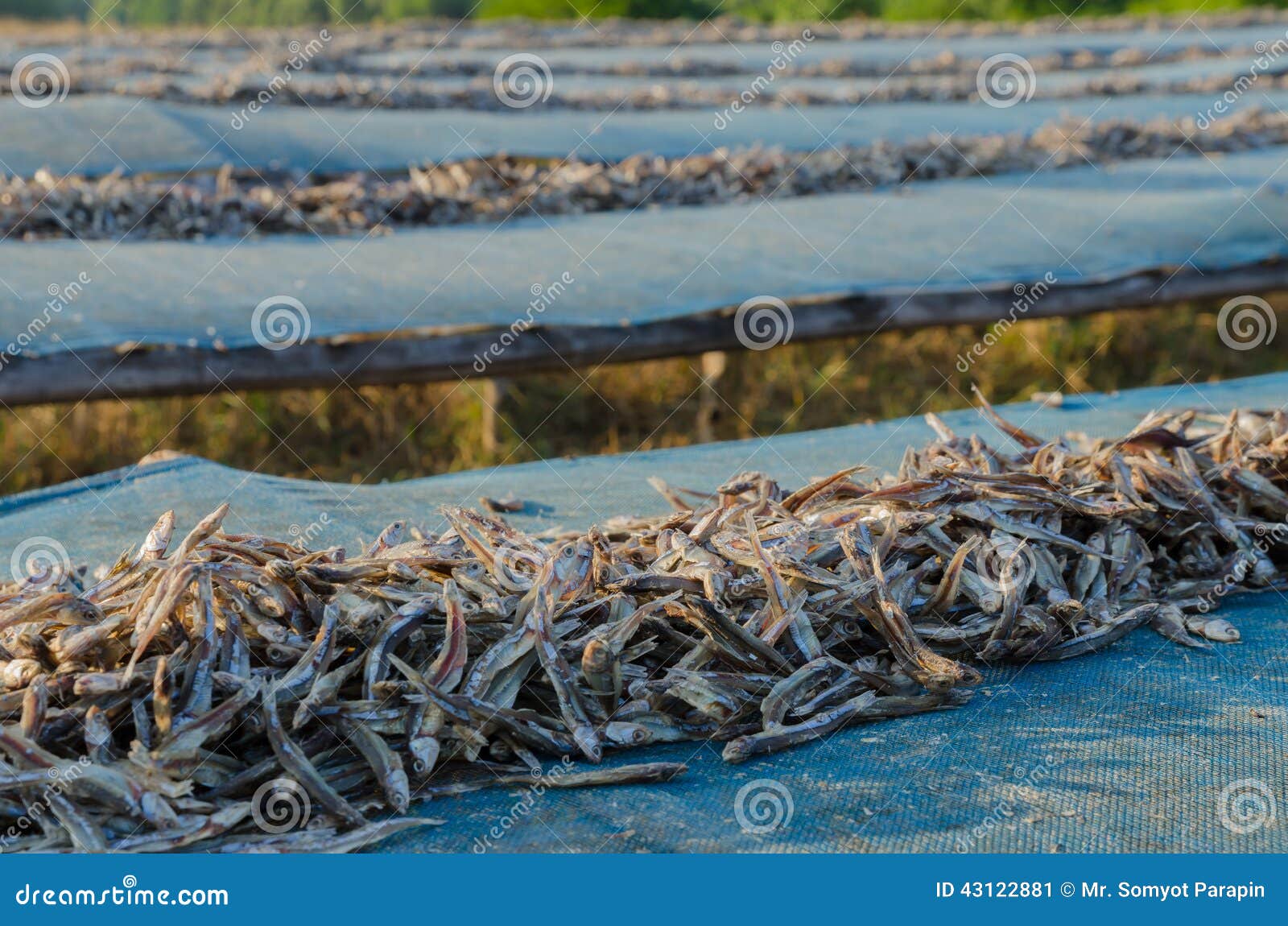 Dried Anchovy Dry by the Sunlight Stock Image Image of keeping