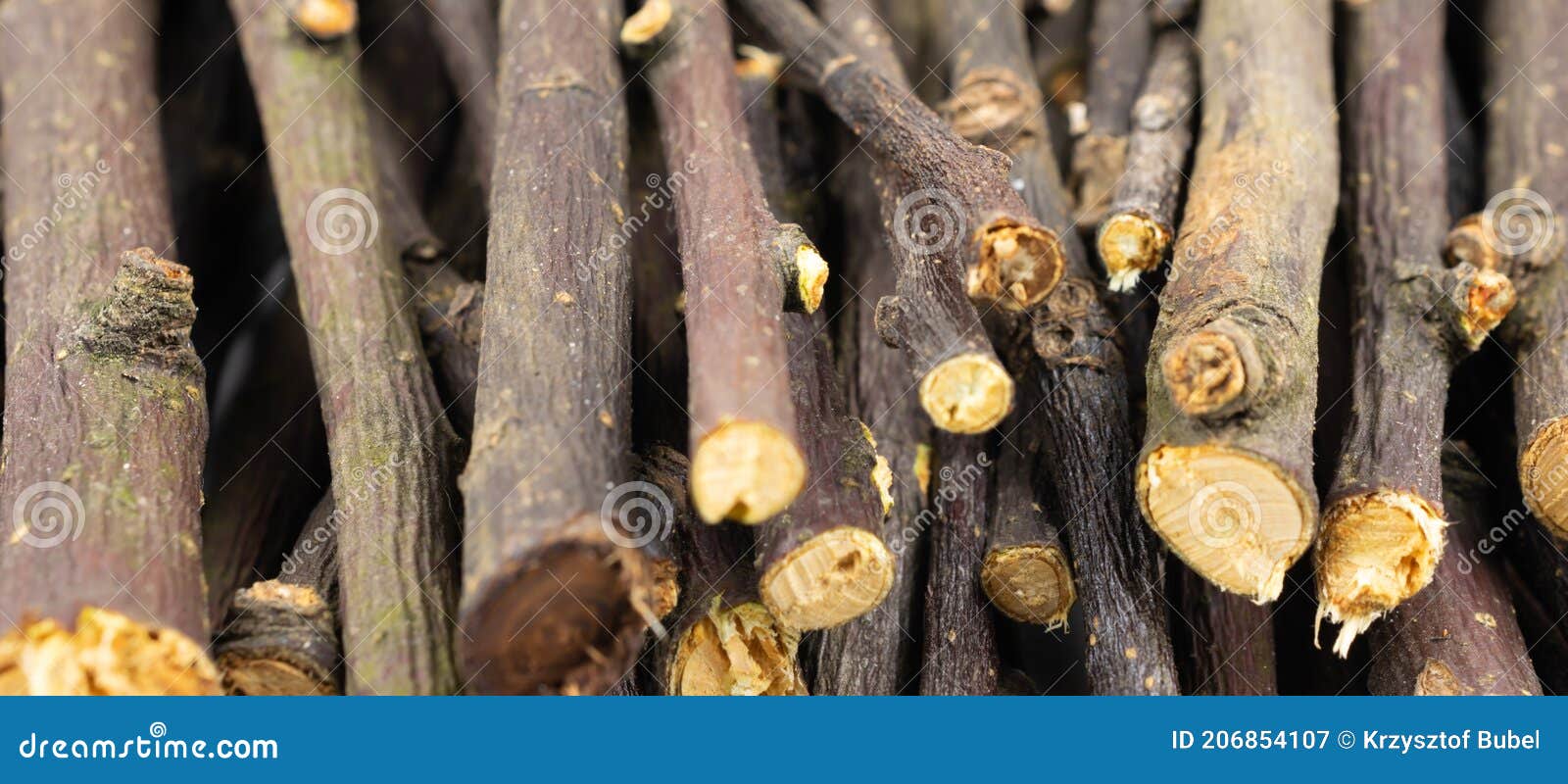 dried apple twigs with visible details. background or textura