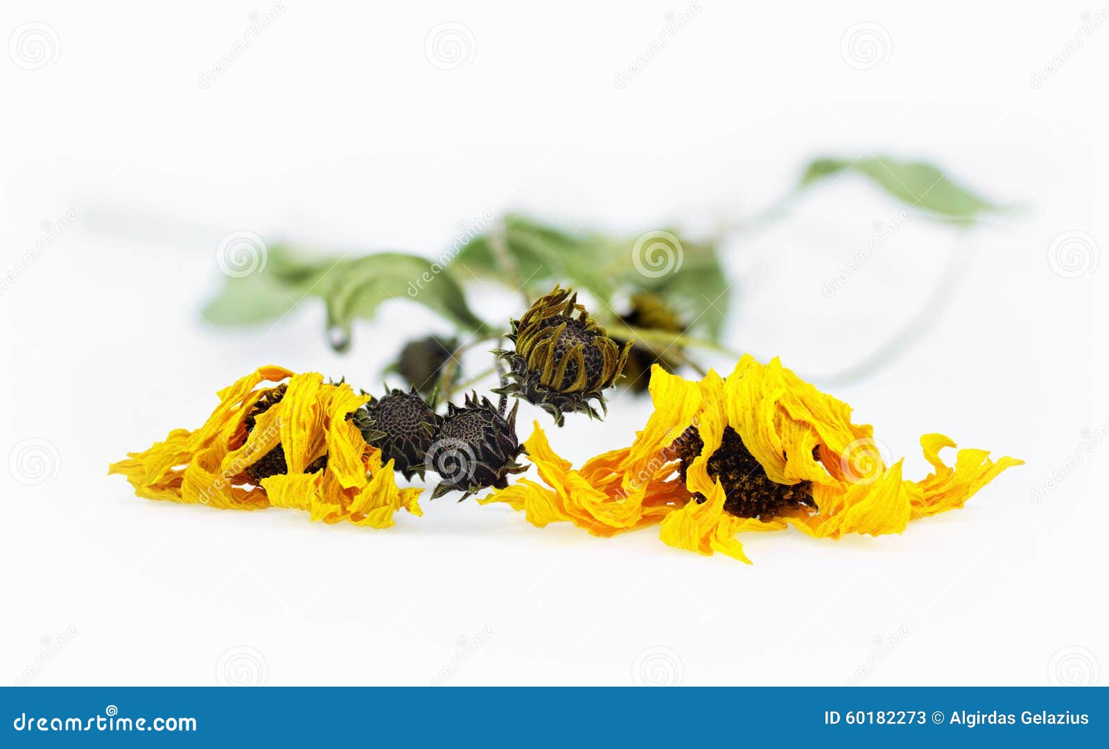 Dried arnica herbs stock image. Image of color, garden 60182273