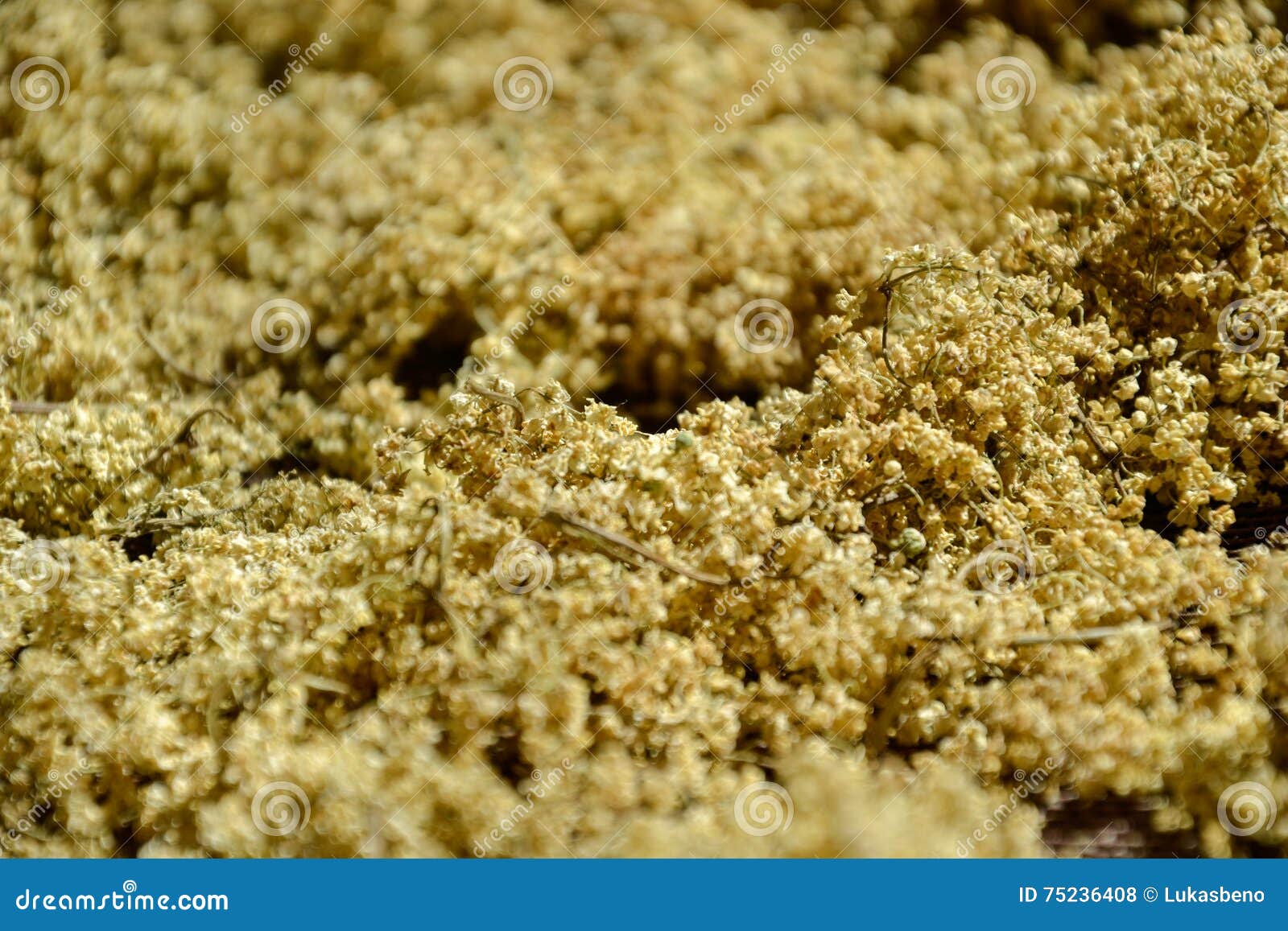 Dried Aromatic Elderberry (sambucus) for Tea, Drying Fresh Elderflowers