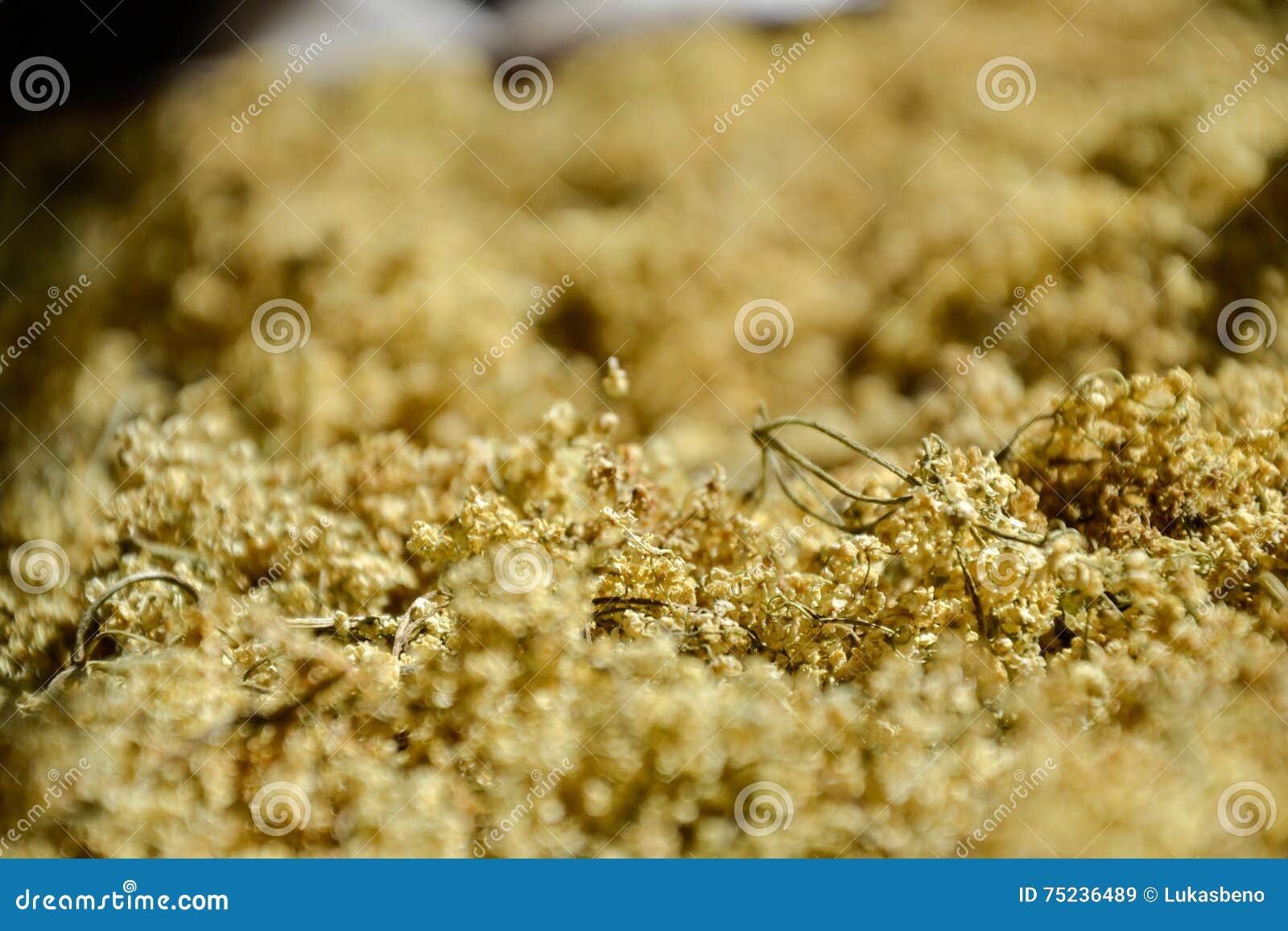 Dried Aromatic Elderberry (sambucus) for Tea, Drying Fresh Elderflowers