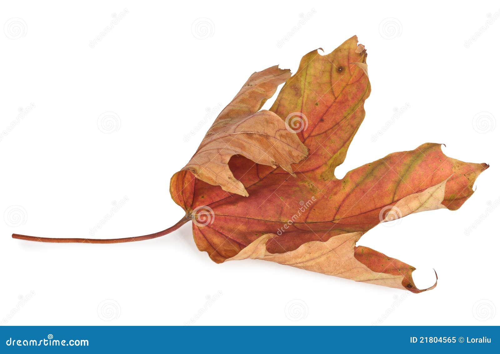 38 000 Dried Autumn Leaves Photos Free Royalty Free Stock Photos From Dreamstime