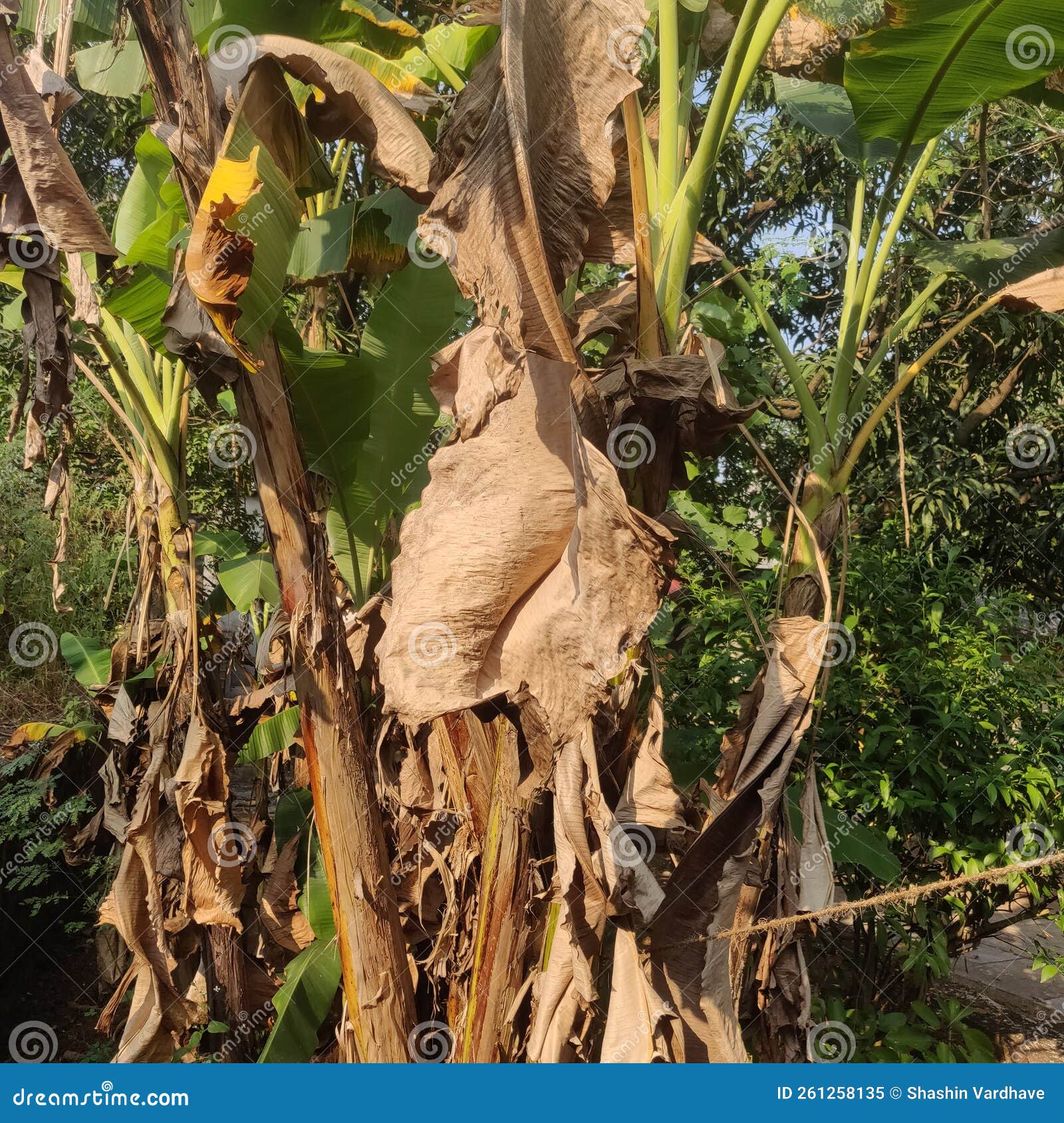 Dried Banana Leaves Hanging on the Banana Tree Stock Image Image of