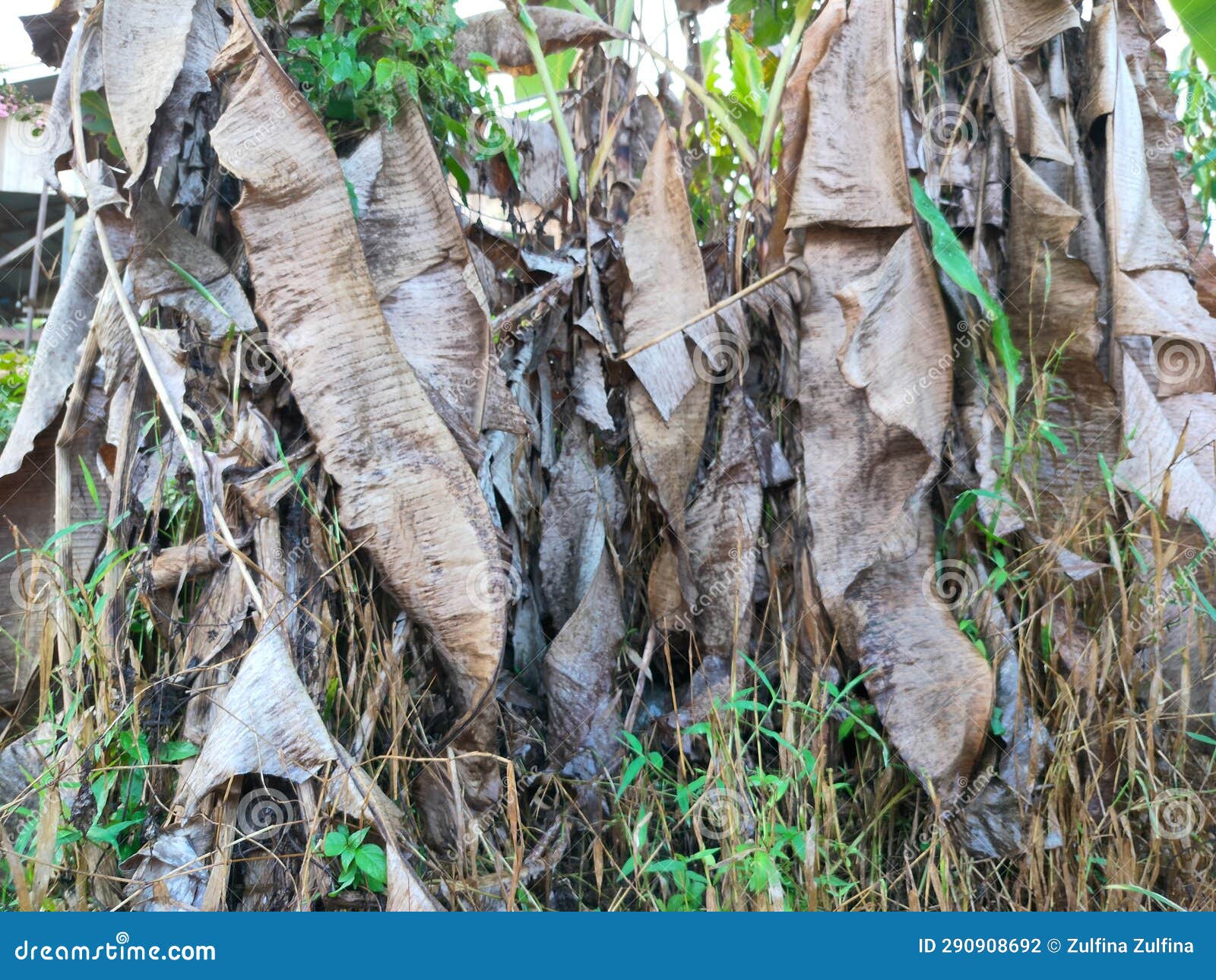 Dried Banana Leaves with Banana Trees Growing on Weeds Stock Photo