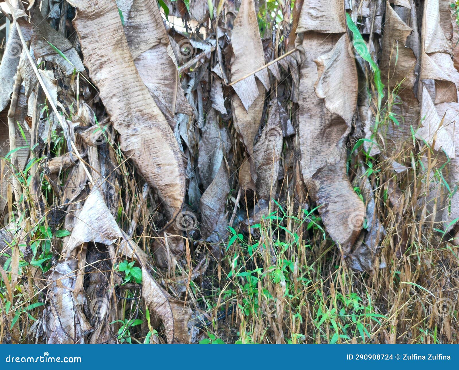 Dried Banana Leaves with Banana Trees Growing on Weeds Stock Photo