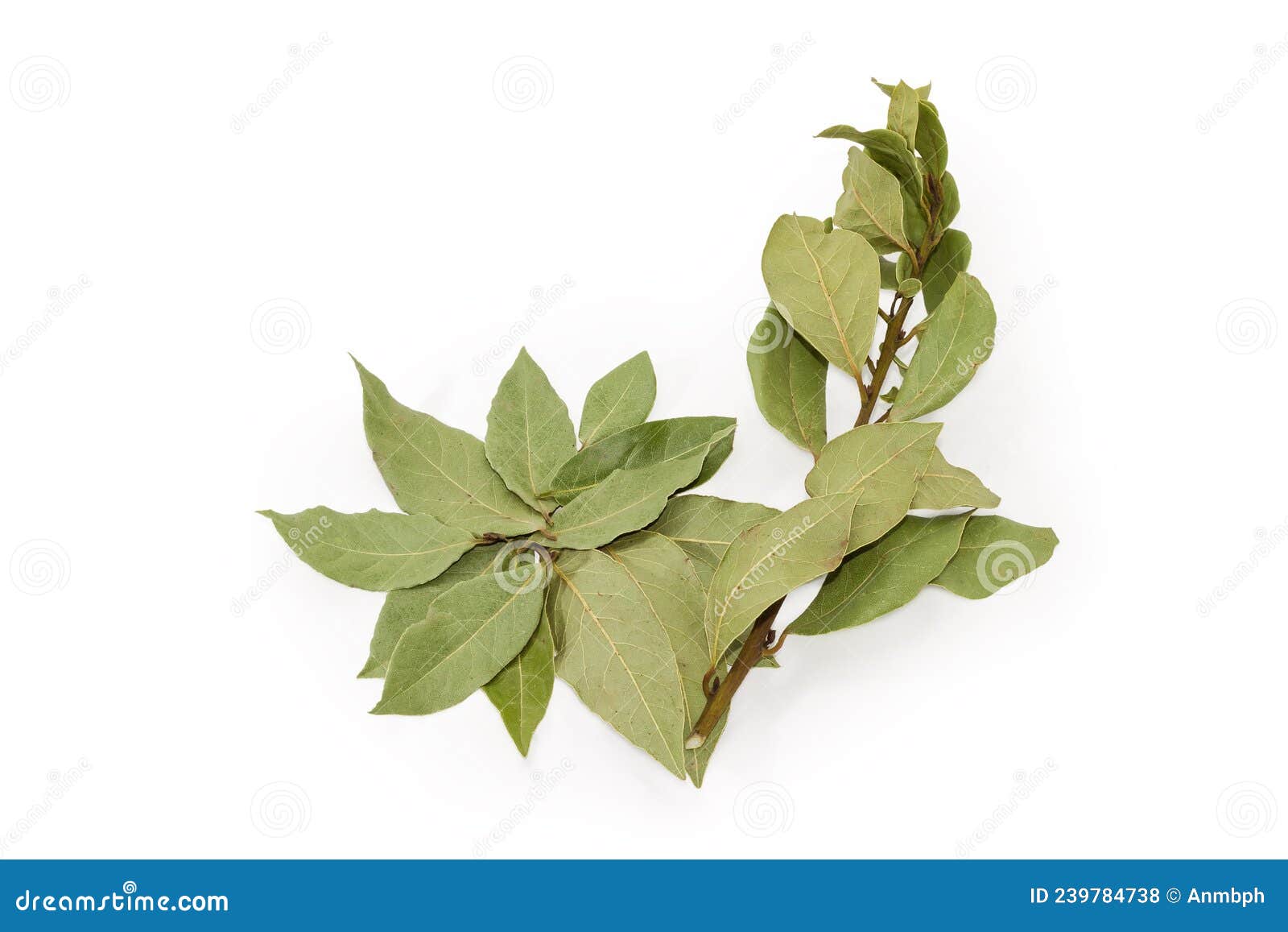 Dried Bay Branch and Heap of the Dried Bay Leaves Stock Photo Image