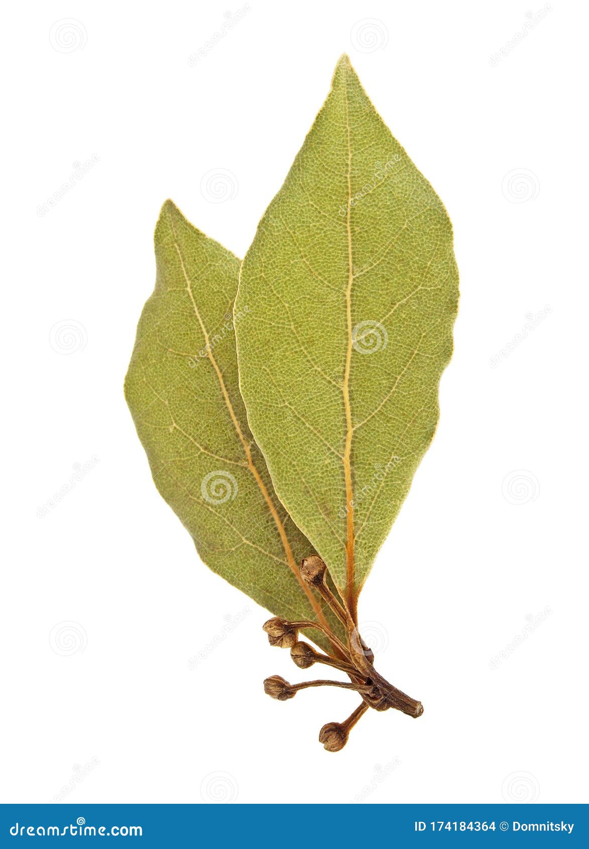 Dried Bay Laurel Leaf Isolated on White Background, Close Up Stock