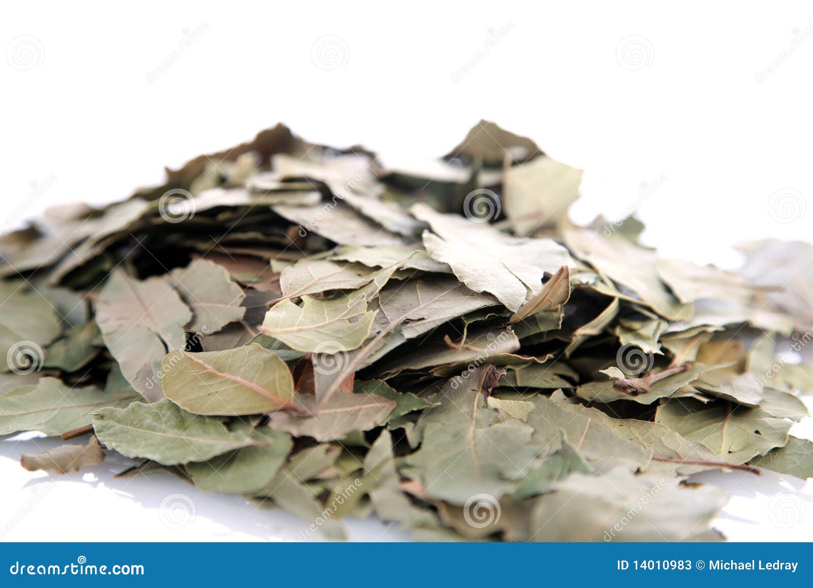 Dried bay leaf stock image. Image of close, green, fresh 14010983