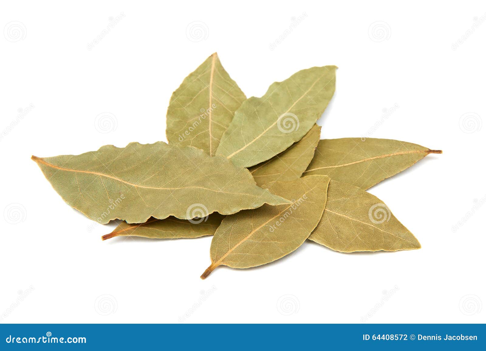 Dried bay leaves stock photo. Image of closeup, plant 64408572