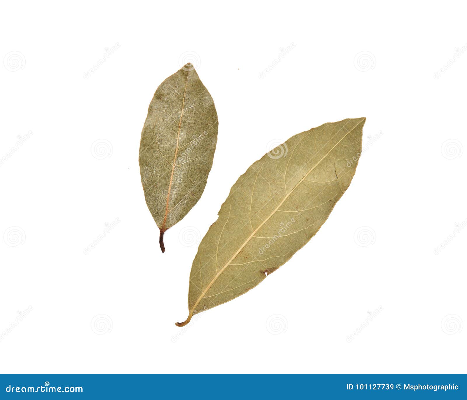 Dried bay leaves stock image. Image of aromatic, white 101127739