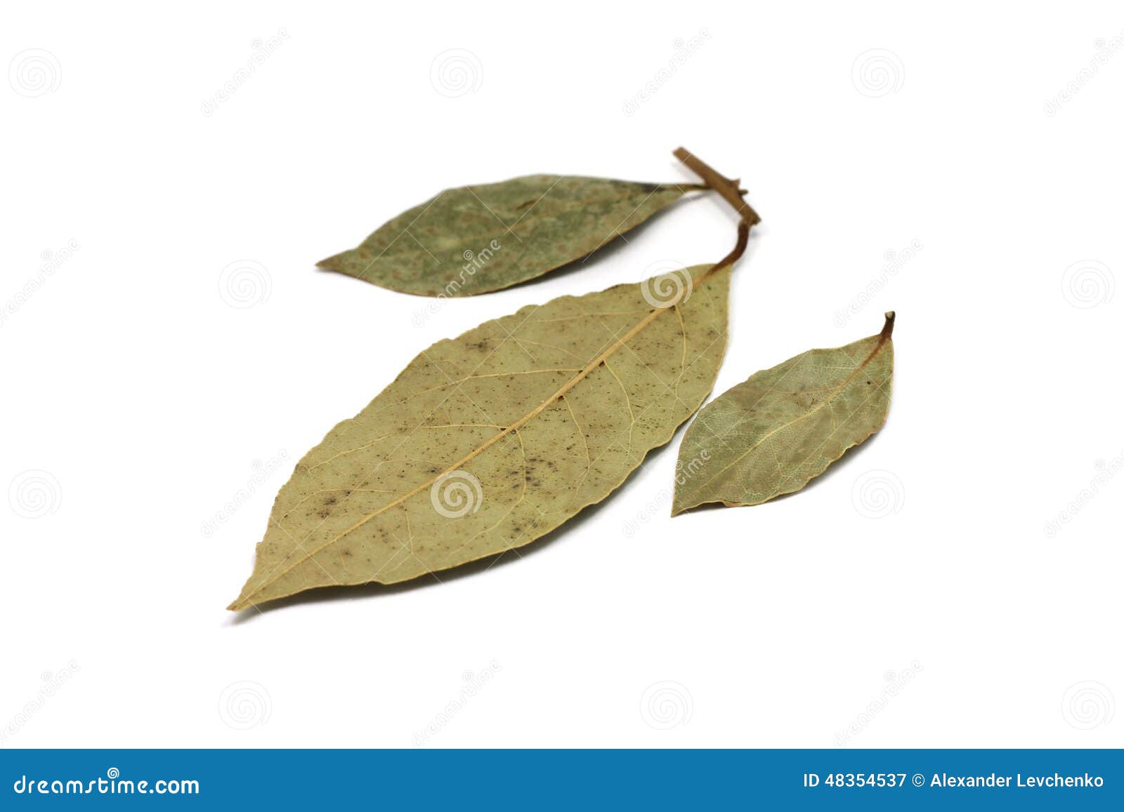 Dried bay leaves stock image. Image of marinade, leaf 48354537