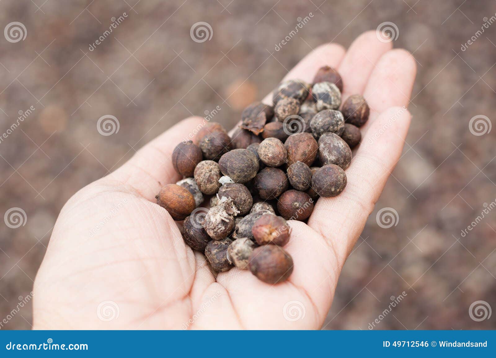 dried berries coffee beans on hands
