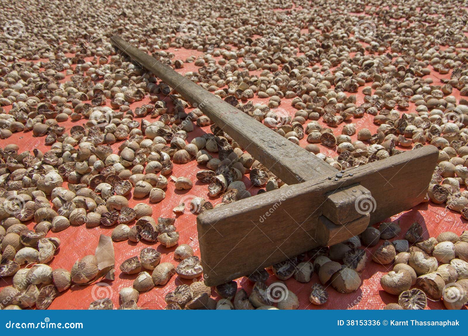 A Dried Betel Nut Ans Wood Harrow. Stock Photo Image of food, asia