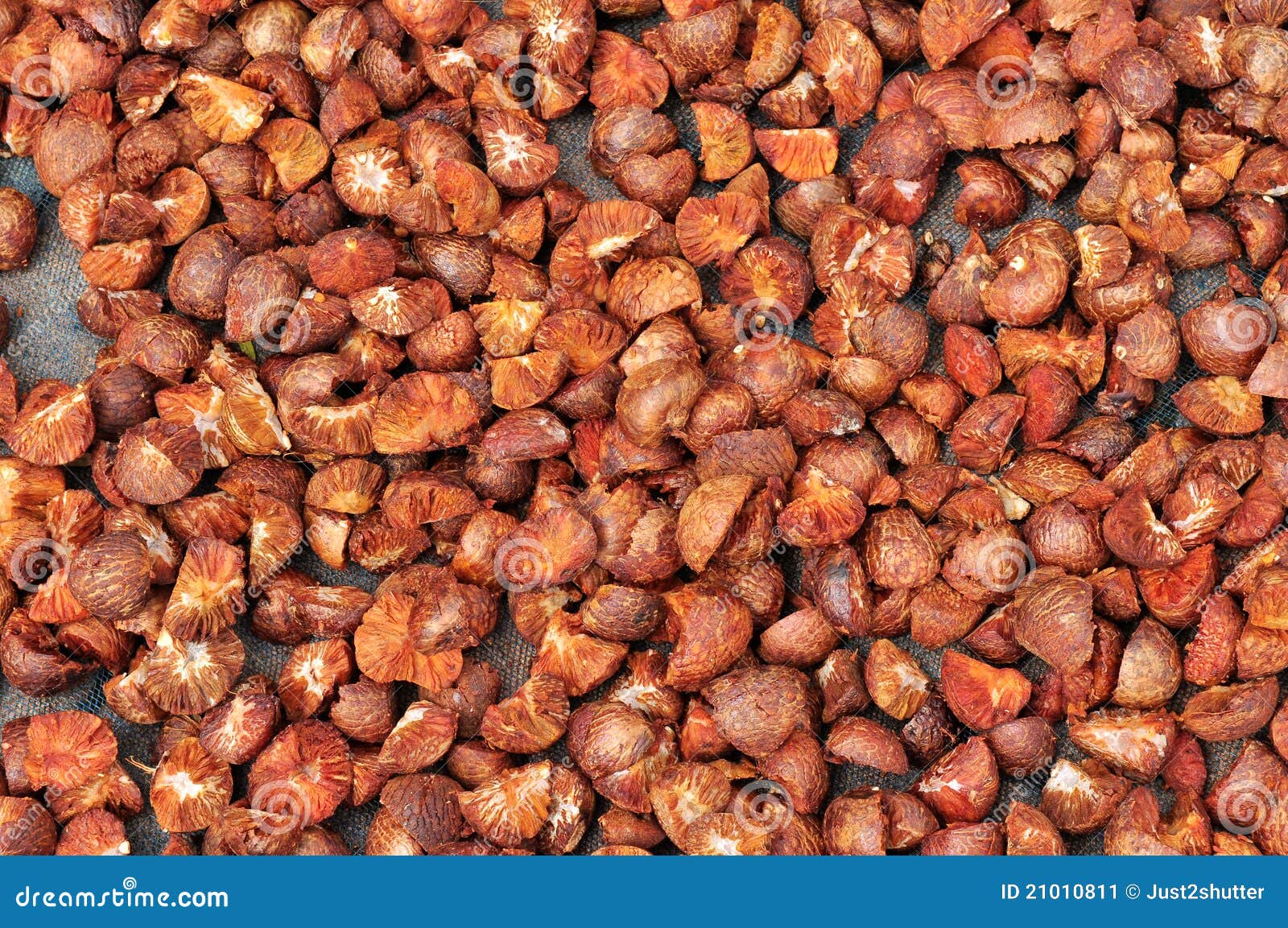 A Dried Betel Nut Ans Wood Harrow. Stock Photography CartoonDealer