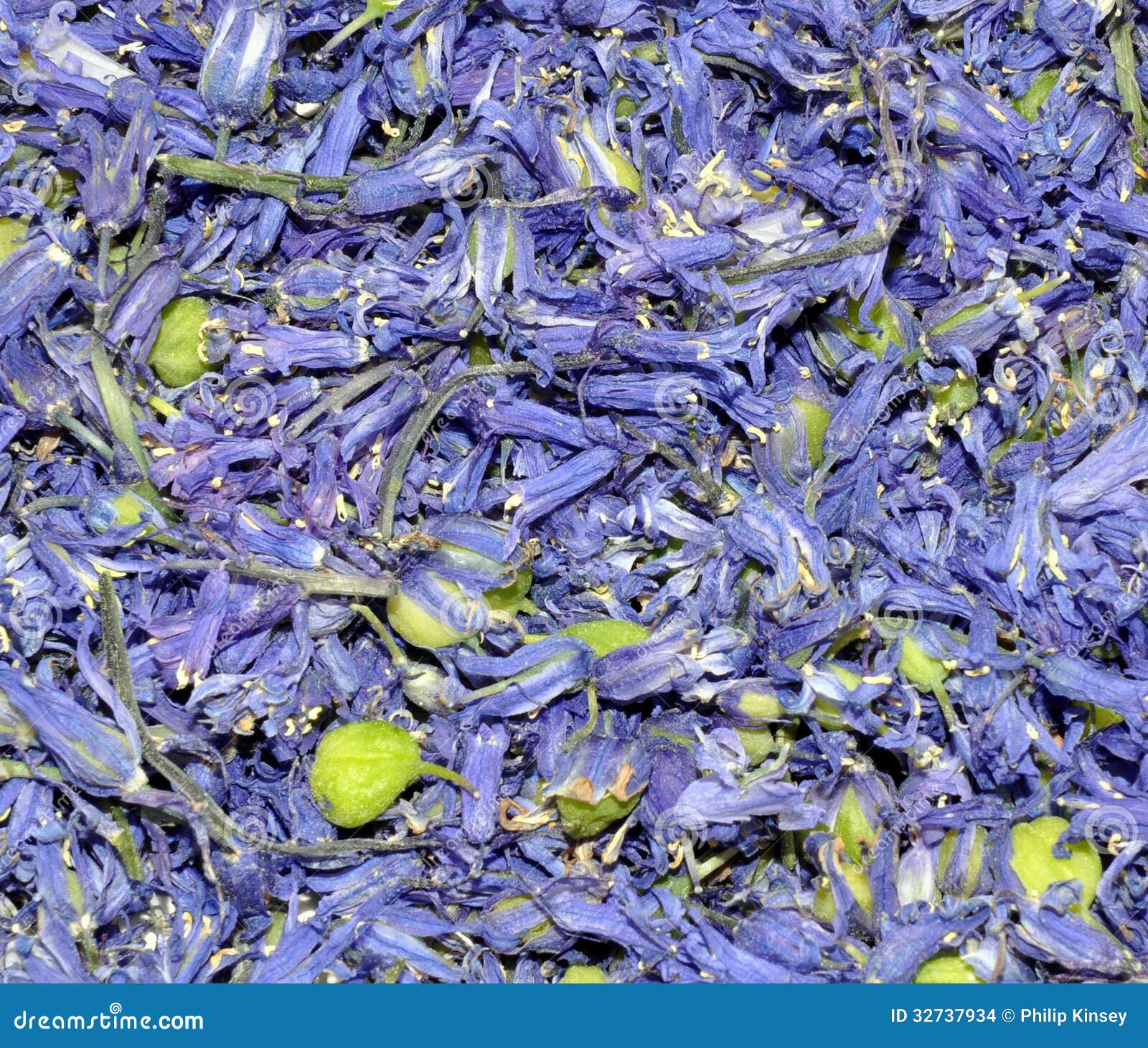 Dried Bluebell Flower Background Stock Photo Image of bluebell