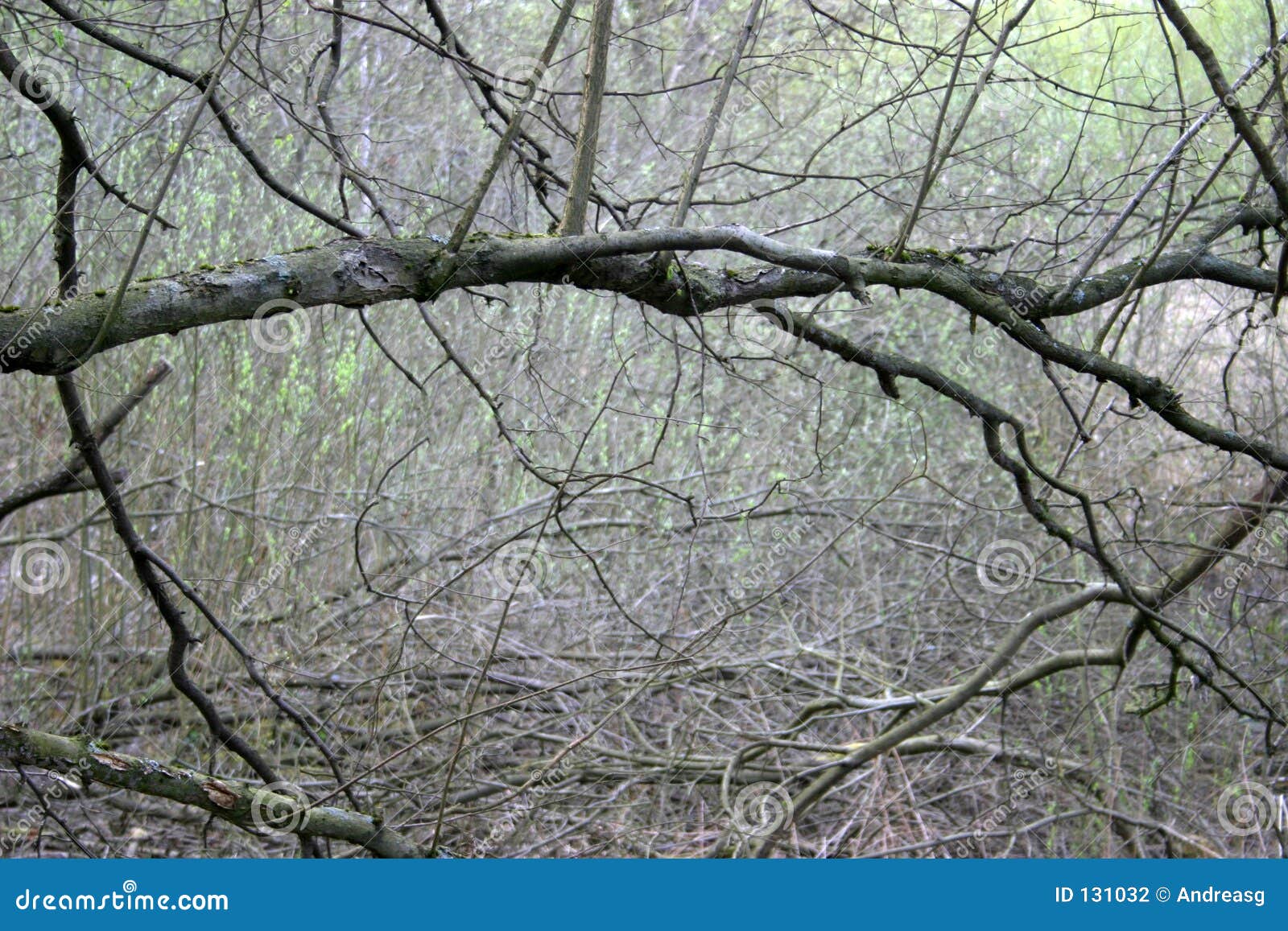 Dried branch stock photo. Image of detail, grey, blur, green 131032