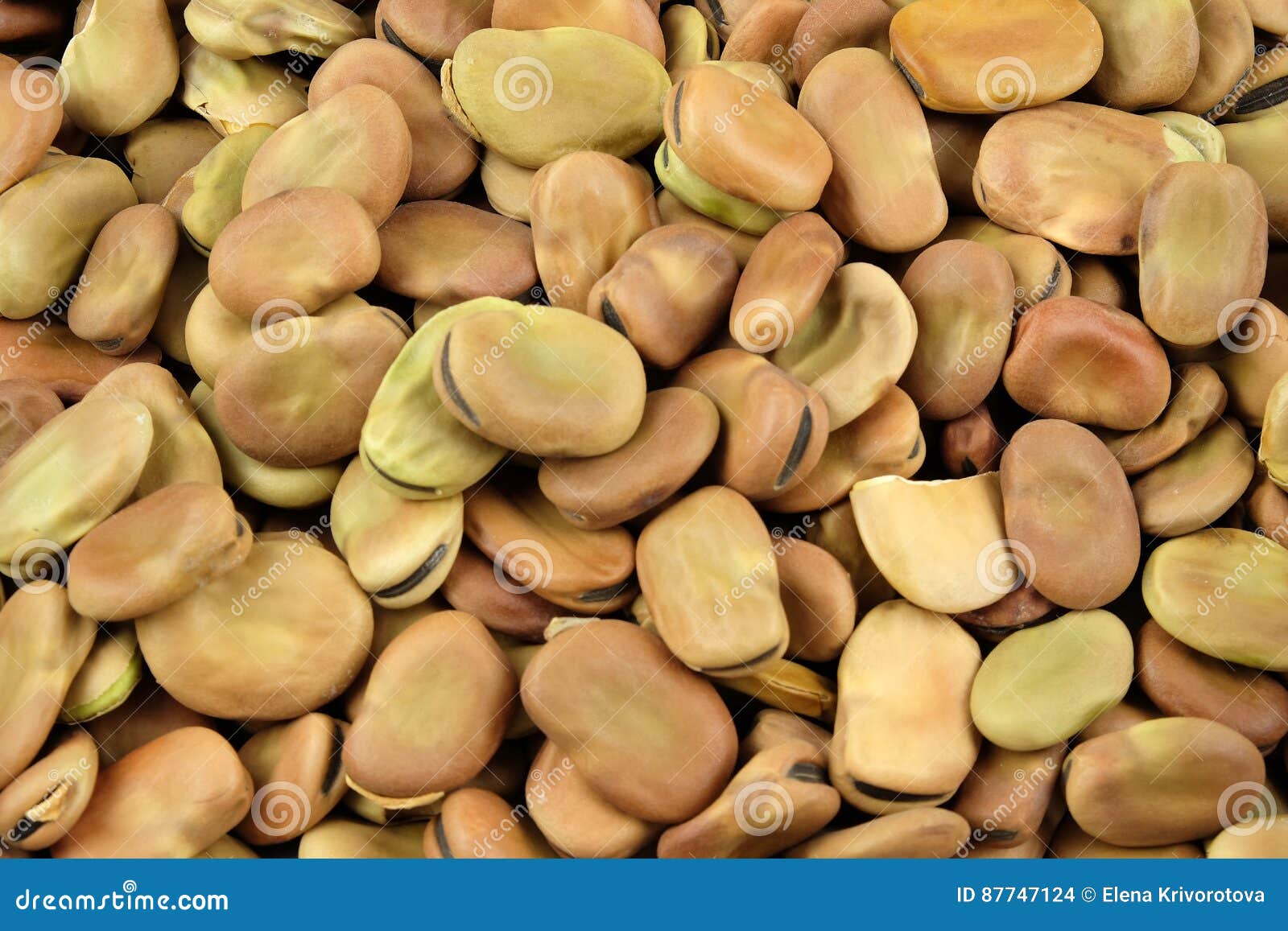 Dried broad beans. stock photo. Image of natural, health 87747124