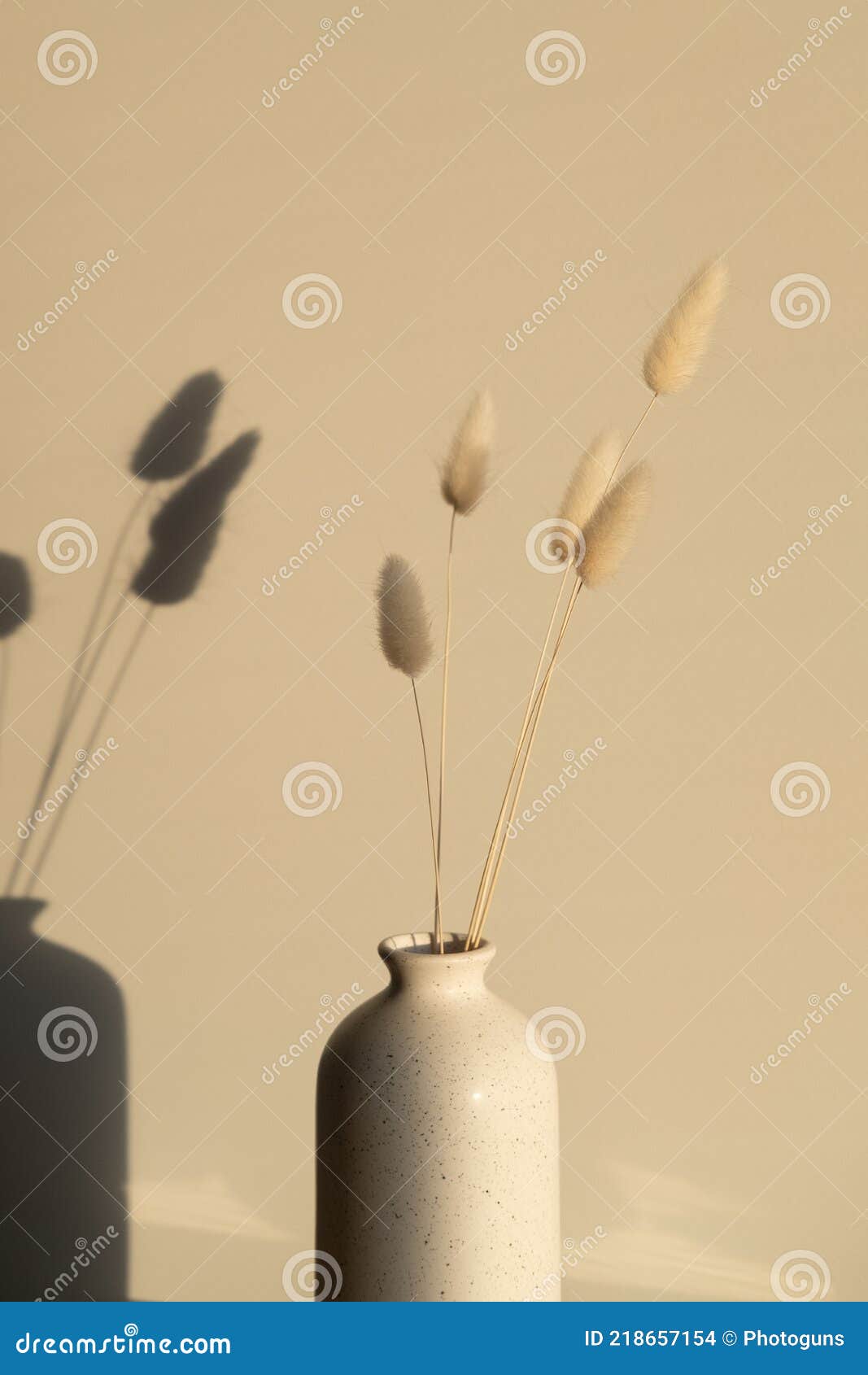 Dried Bunny Tail Grass in Vase on Sunset. Shadows on the Wall Stock