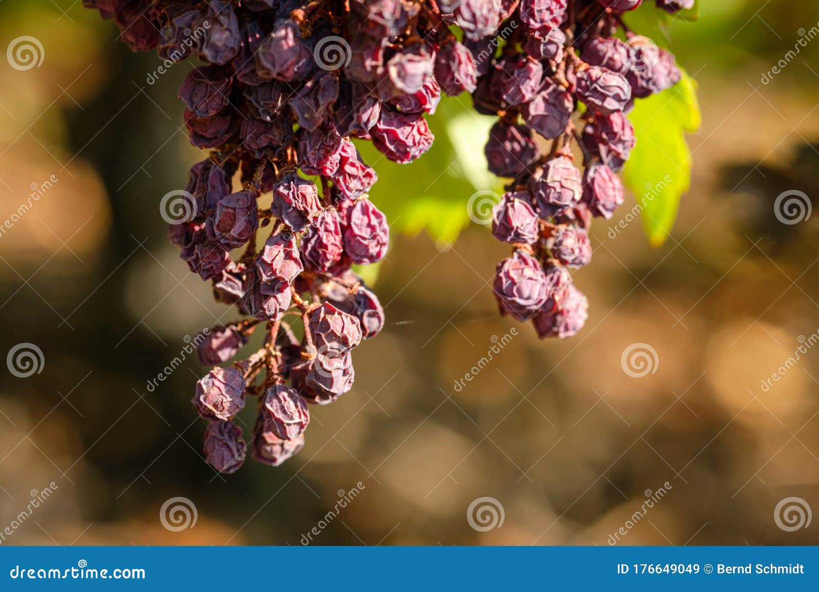 Dried Burgundy grapes stock image. Image of pinot, shriveled 176649049