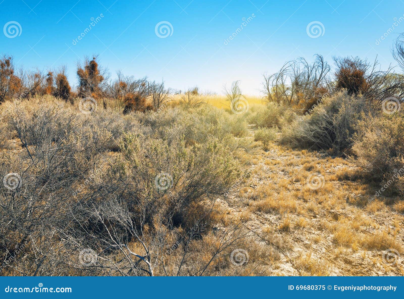 dried bushes in ash meadows, california