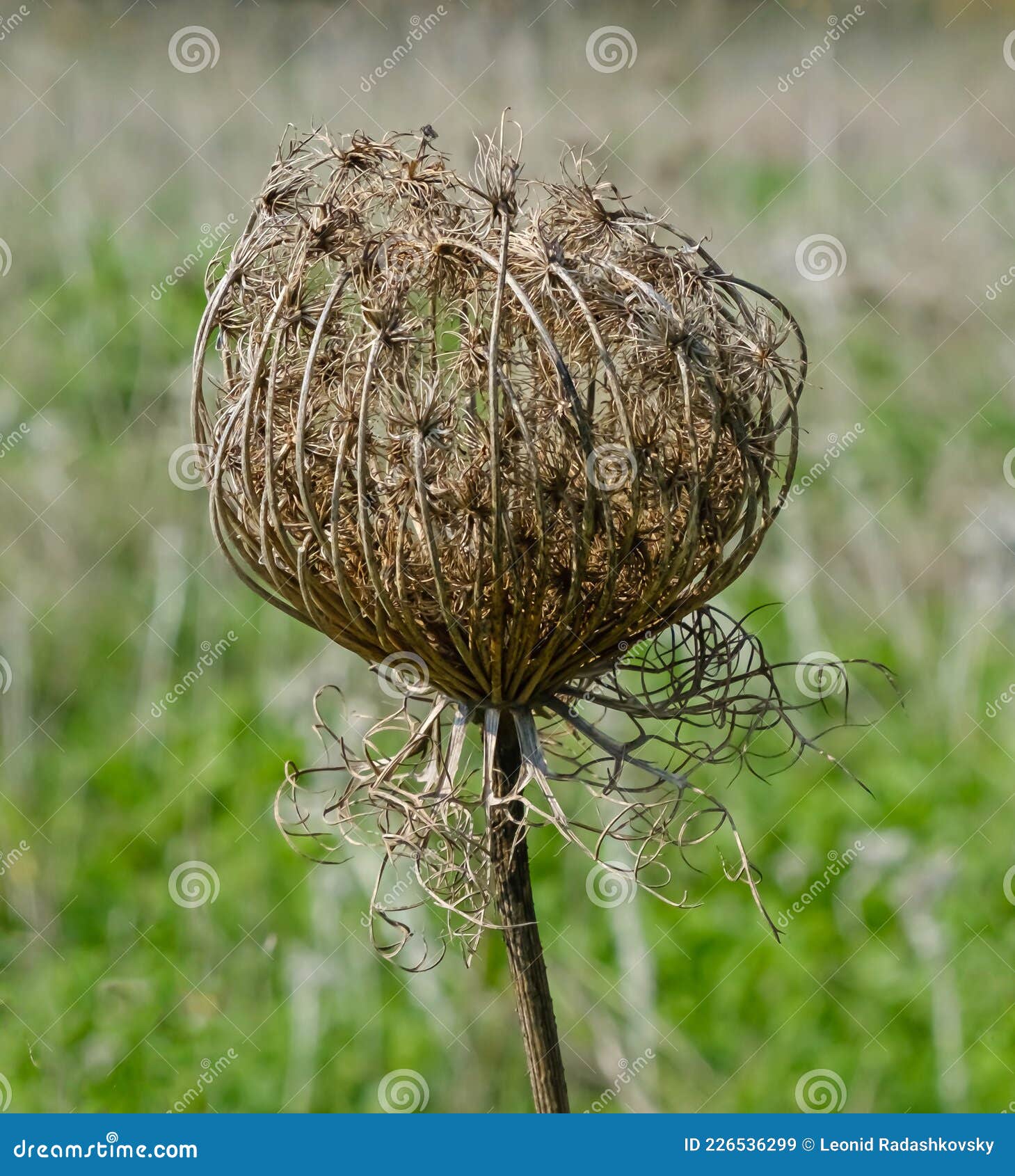 Dried Centaurea Uniflora Turra Plant Stock Image Image of fields