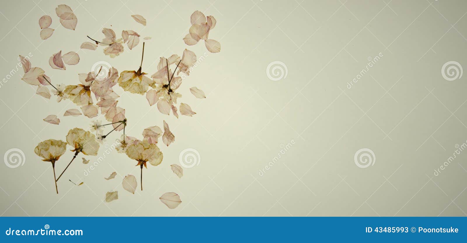 Dried cherry blossom stock image. Image of love, romance 43485993