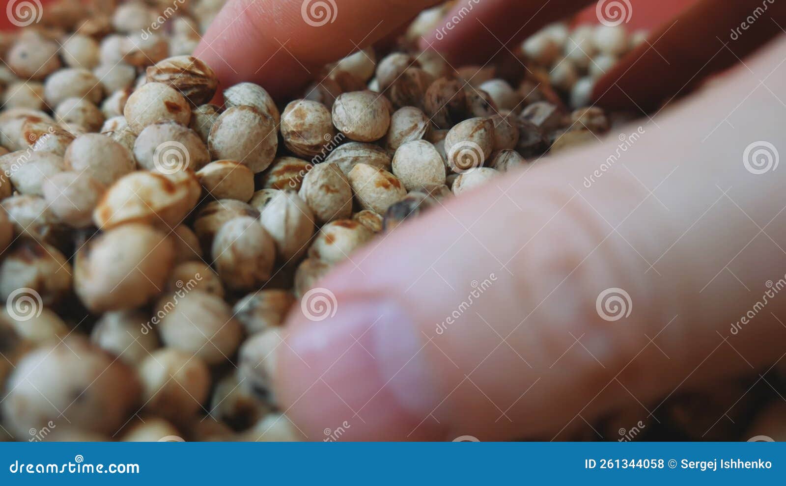Dried Cherry Pits. Preparation of Seeds for Planting Stock Footage