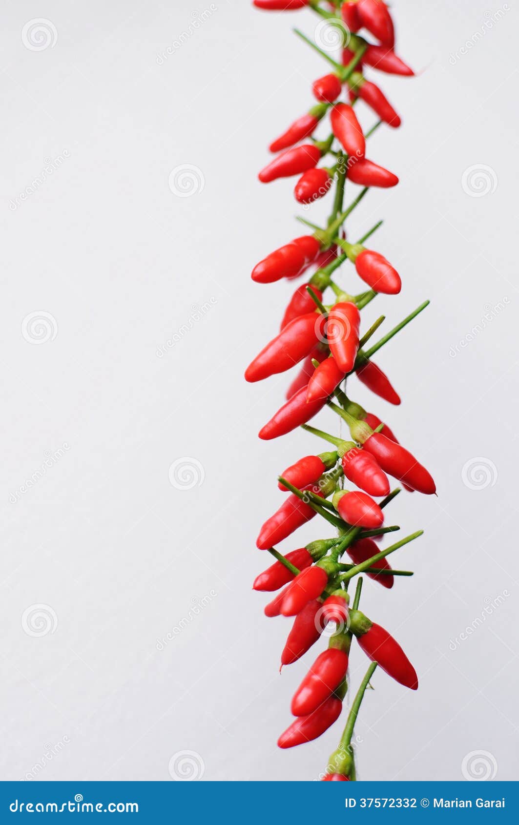 Dried Chili Peppers on a String Stock Photo Image of selection