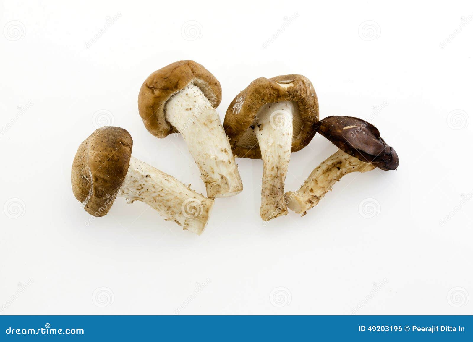 Dried Chinese mushroom stock photo. Image of nutrition 49203196