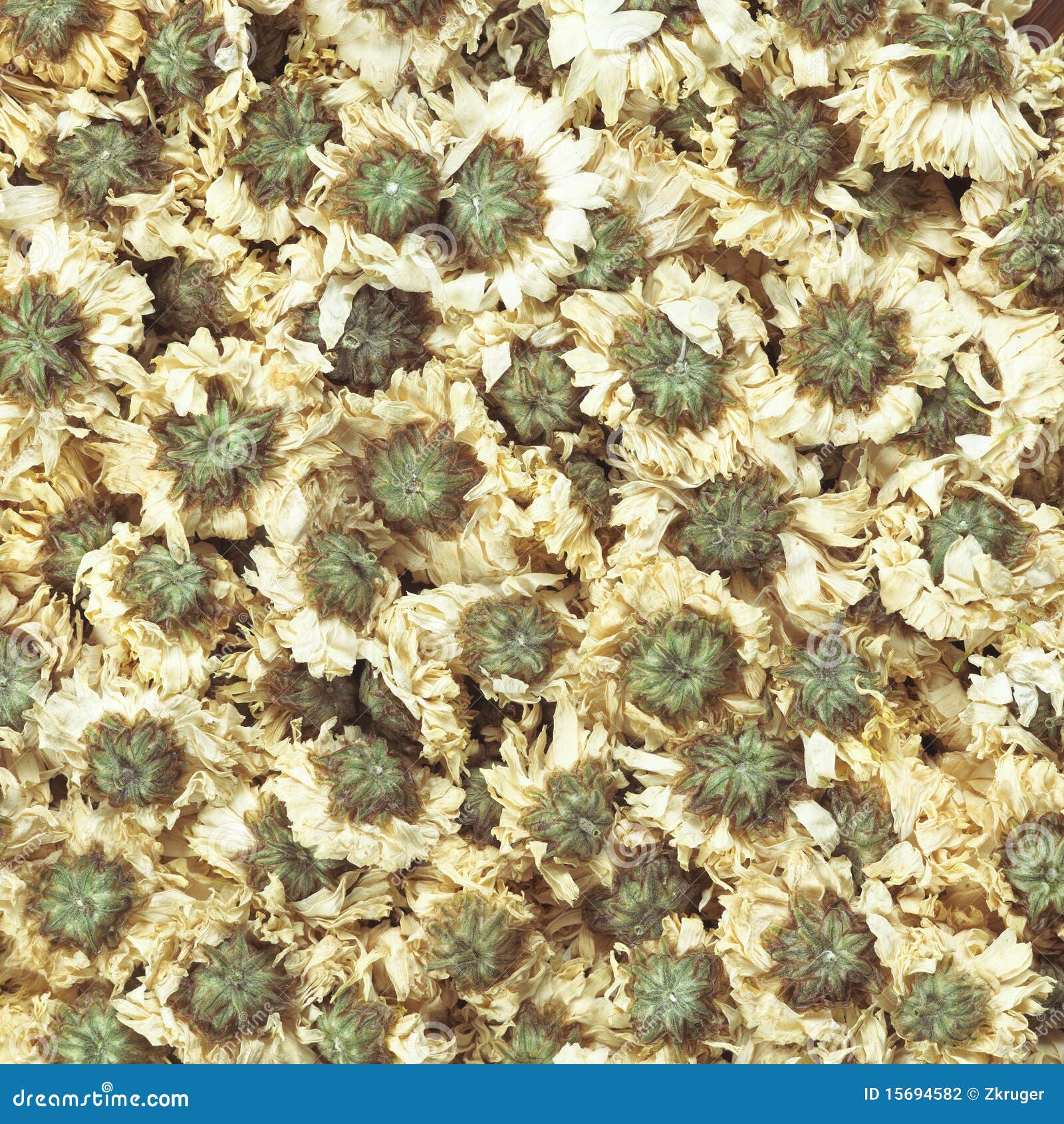 Dried Chrysanthemum Flowers Stock Photo Image of time, color 15694582
