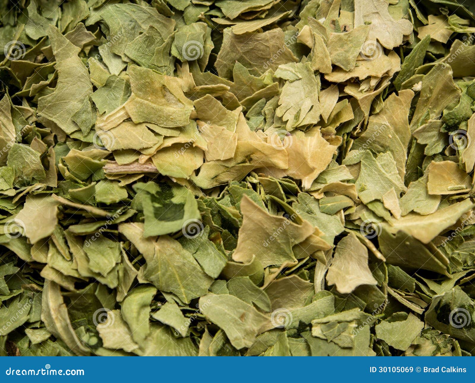 Cilantro flakes stock image. Image of spices, flakes 30105069