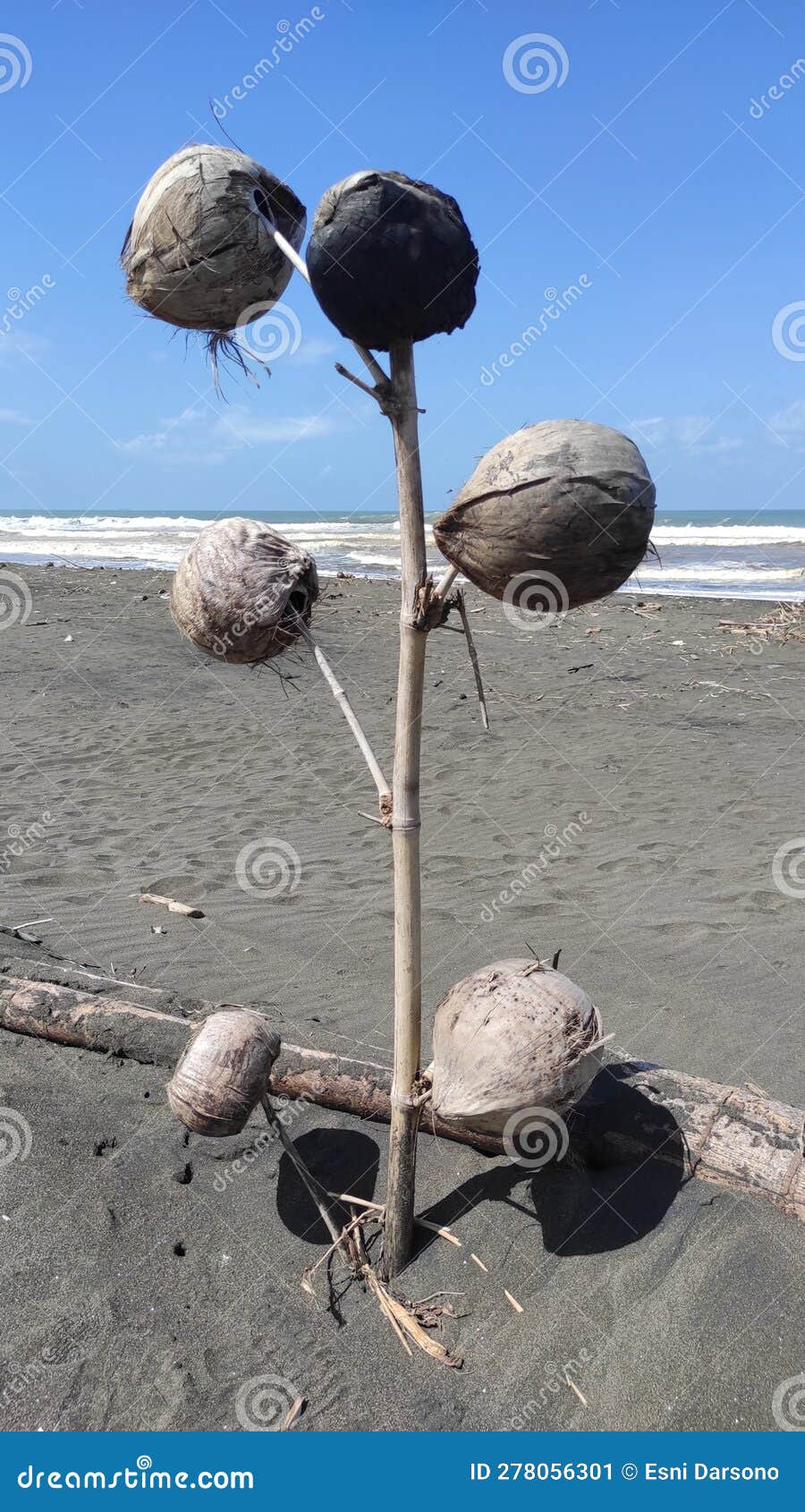 Dried coconut in the beach stock image. Image of finch 278056301