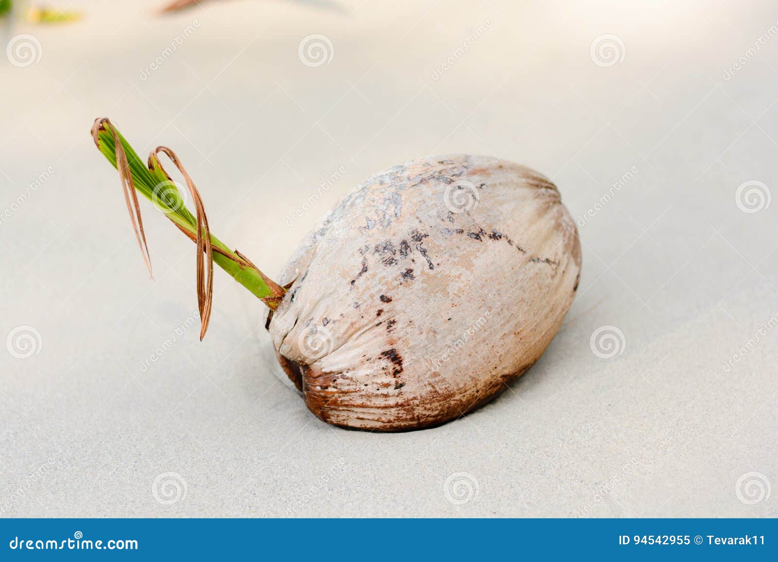Dried Coconut, on the Beach Stock Image Image of coast, gene 94542955