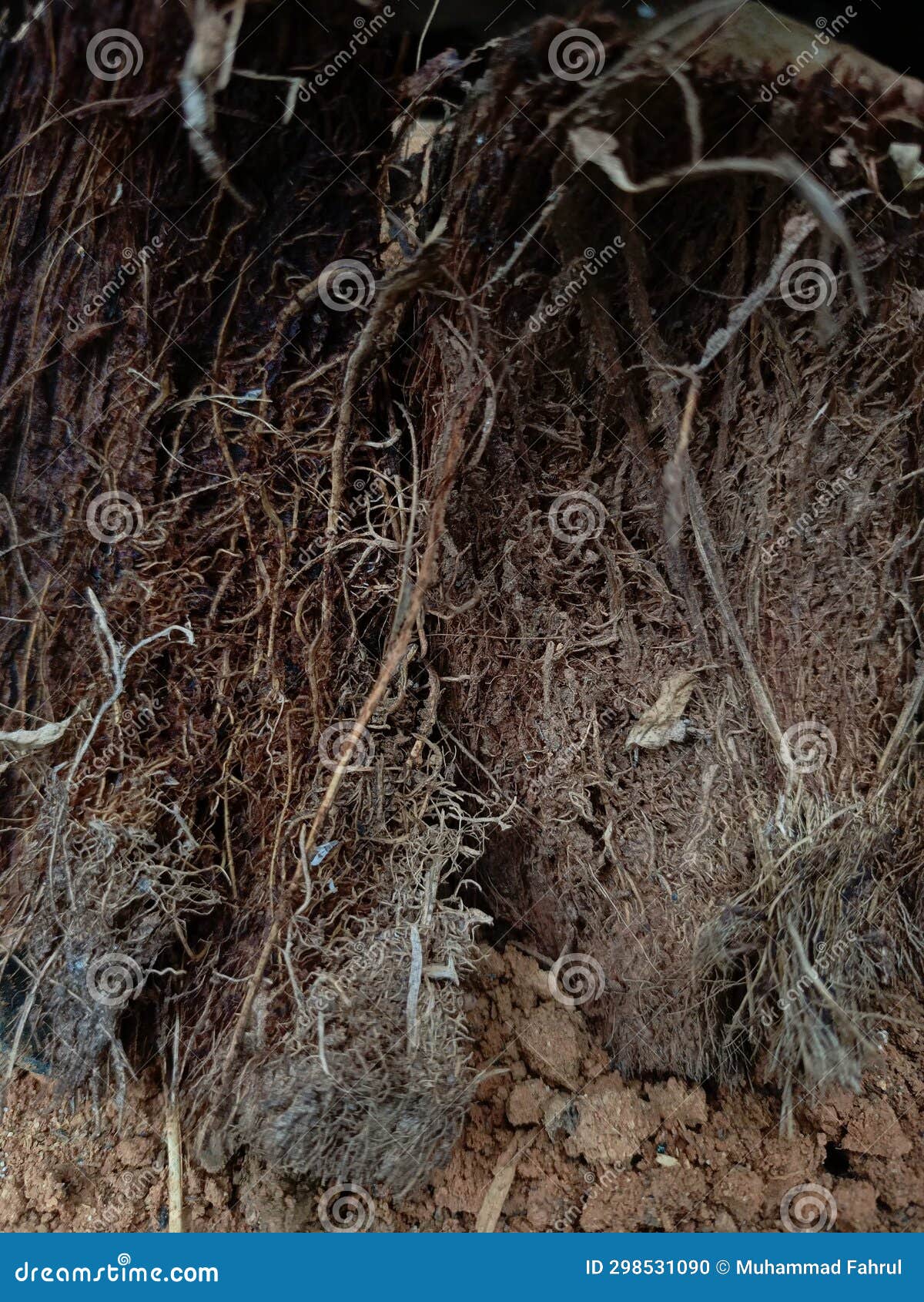 Dried coconut fiber stock photo. Image of winter, rock 298531090
