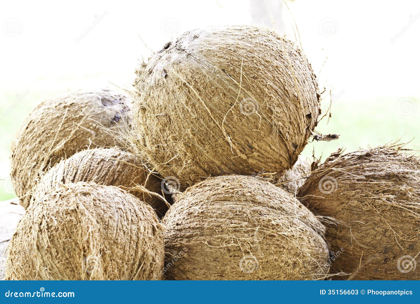 Dried coconut stock image. Image of hairy, gourmet, coconut 35156603