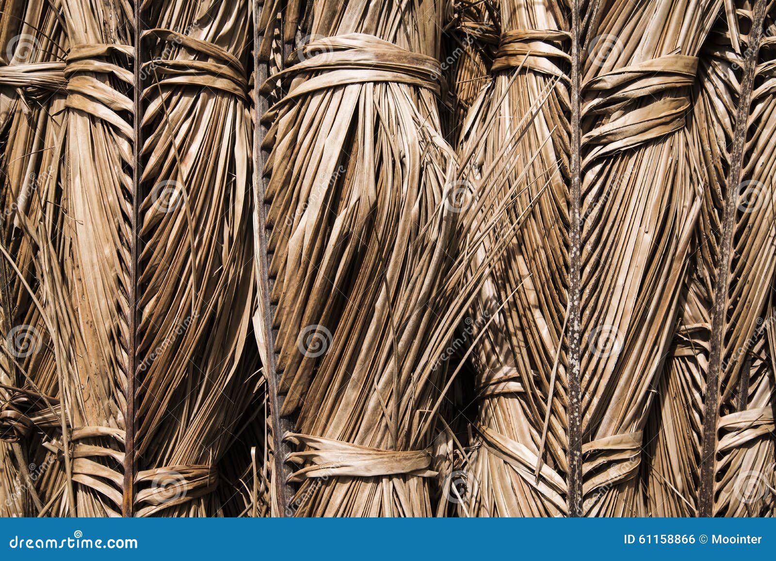 Dried coconut leaves. stock photo. Image of textured 61158866