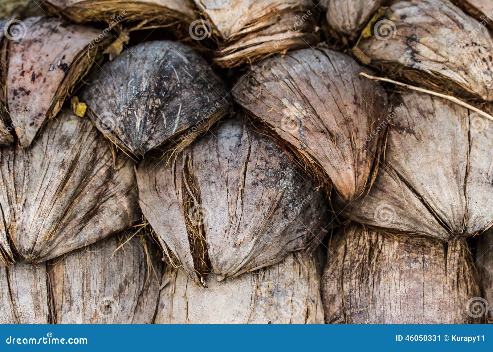 Dried coconut peels stock image. Image of wood, peels 46050331