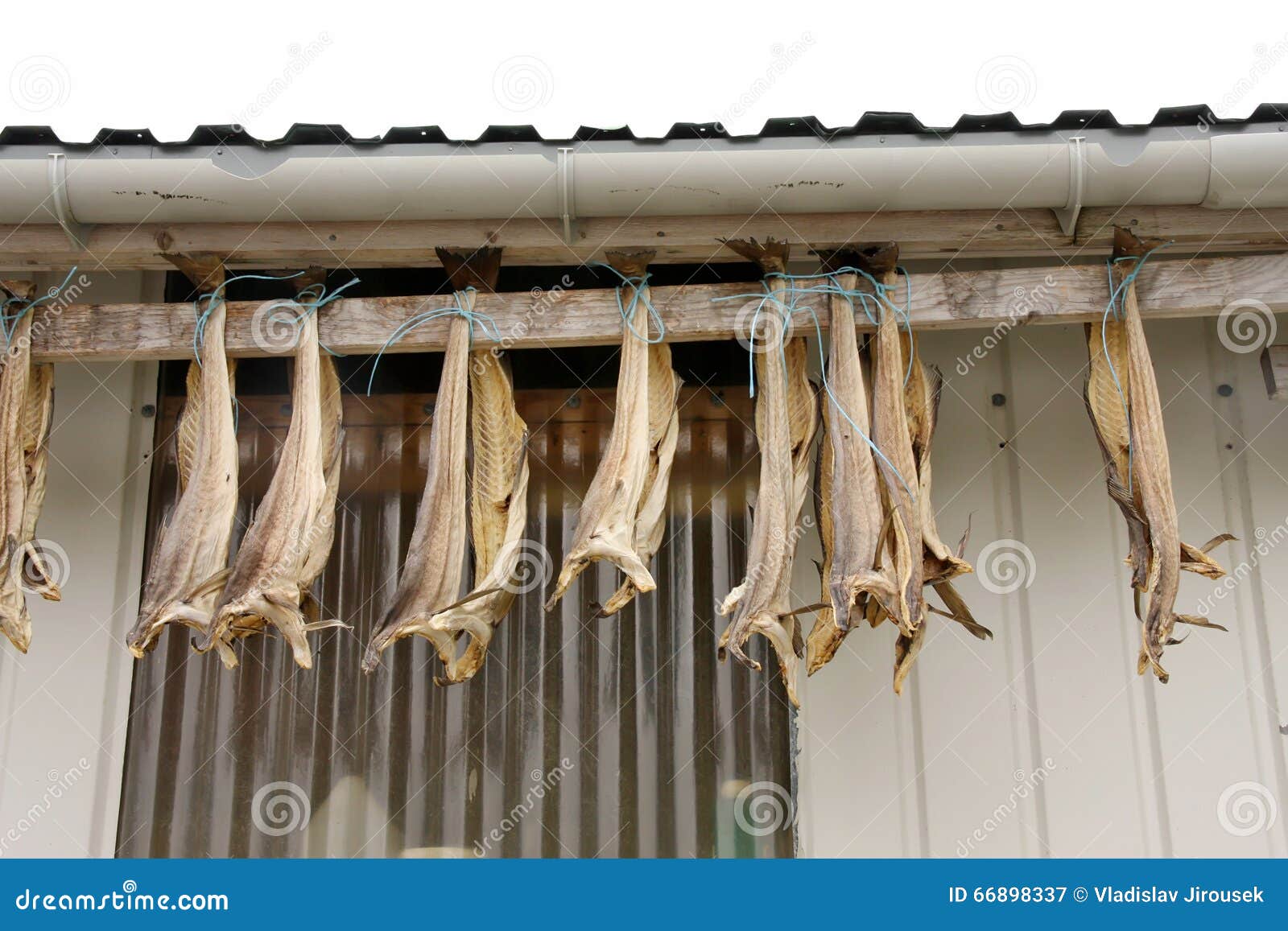 Dried Cod Fish Outside the House, Norway Stock Image Image of nature