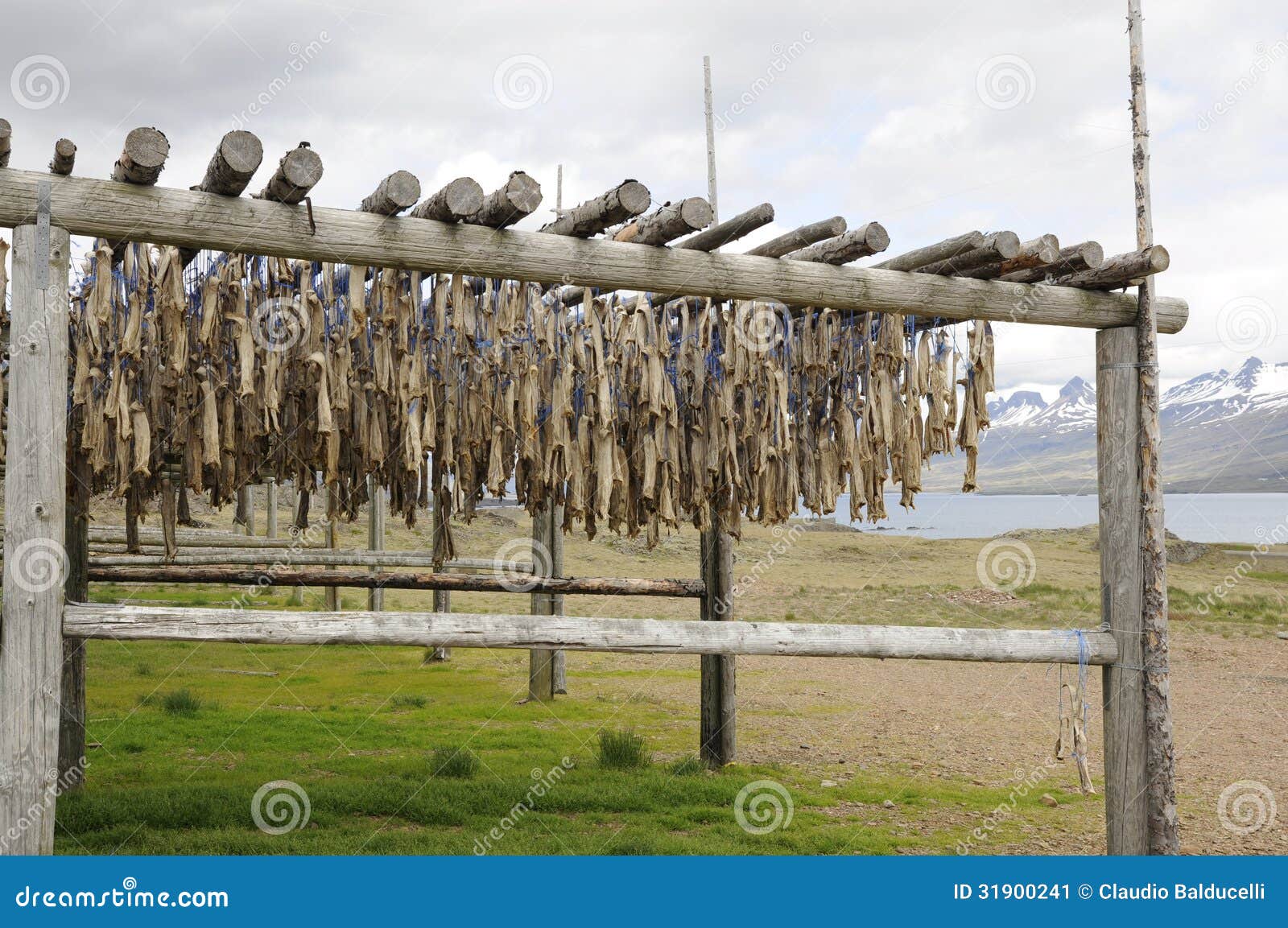 Dried cod in Iceland stock image. Image of fishes, norwegian 31900241