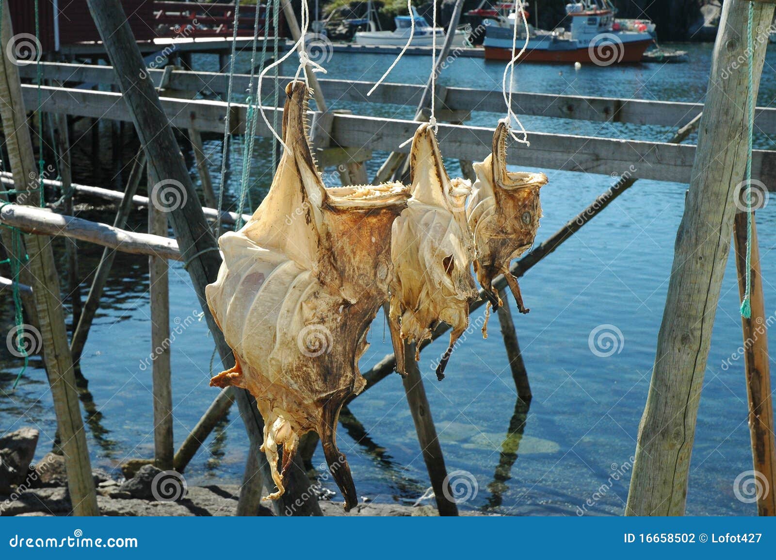 Dried cod in Norway stock photo. Image of hanging, scene 16658502