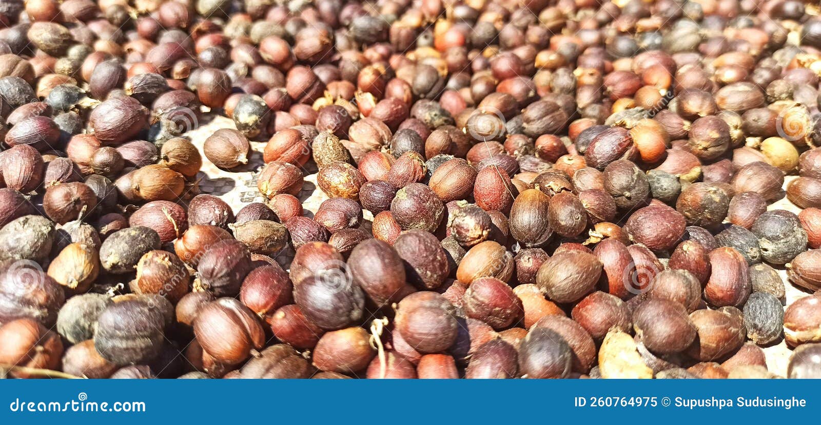 Dried Coffee Beans in Sri Lanka Stock Image Image of fruit, dried